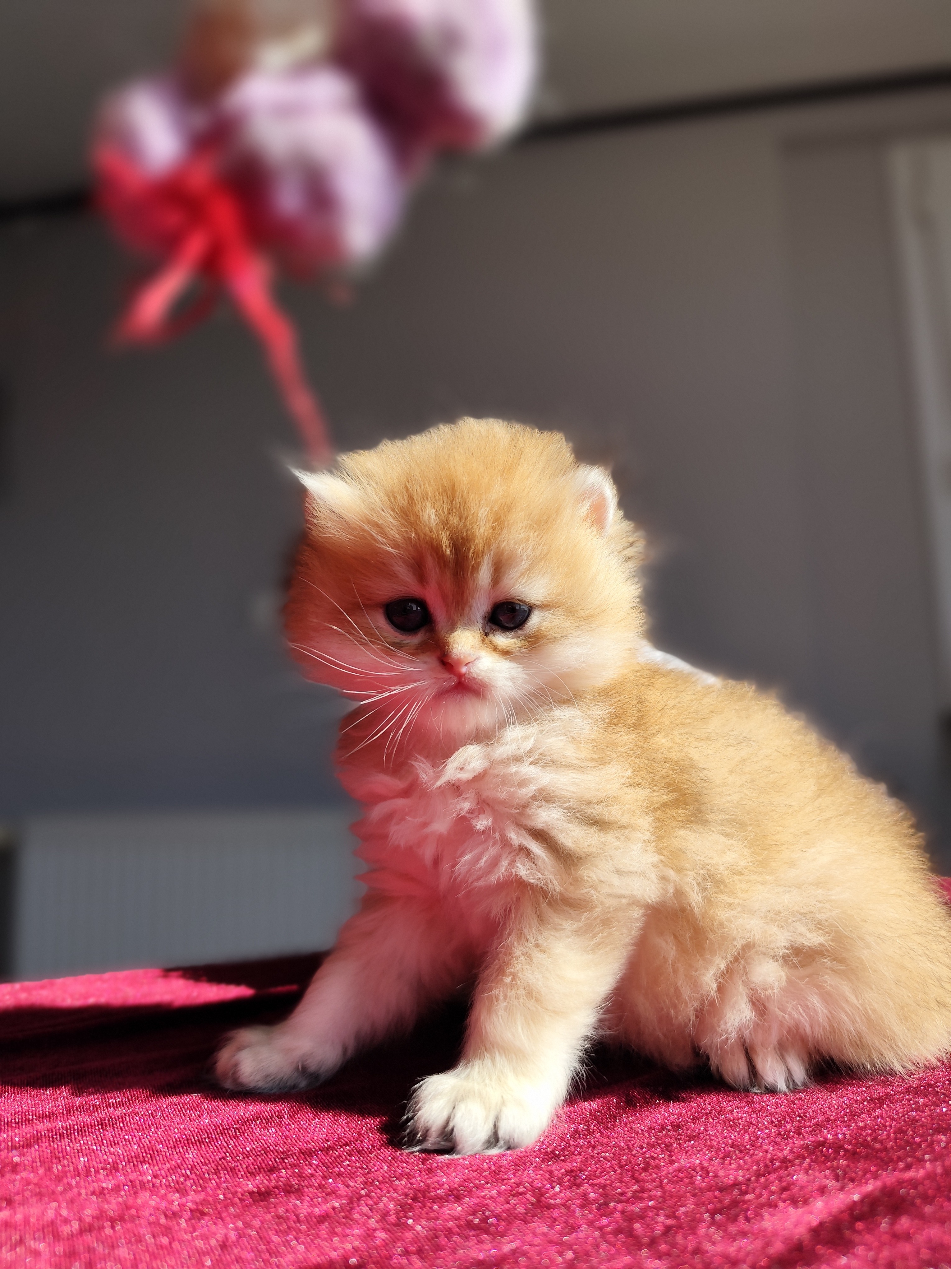 British Longhair