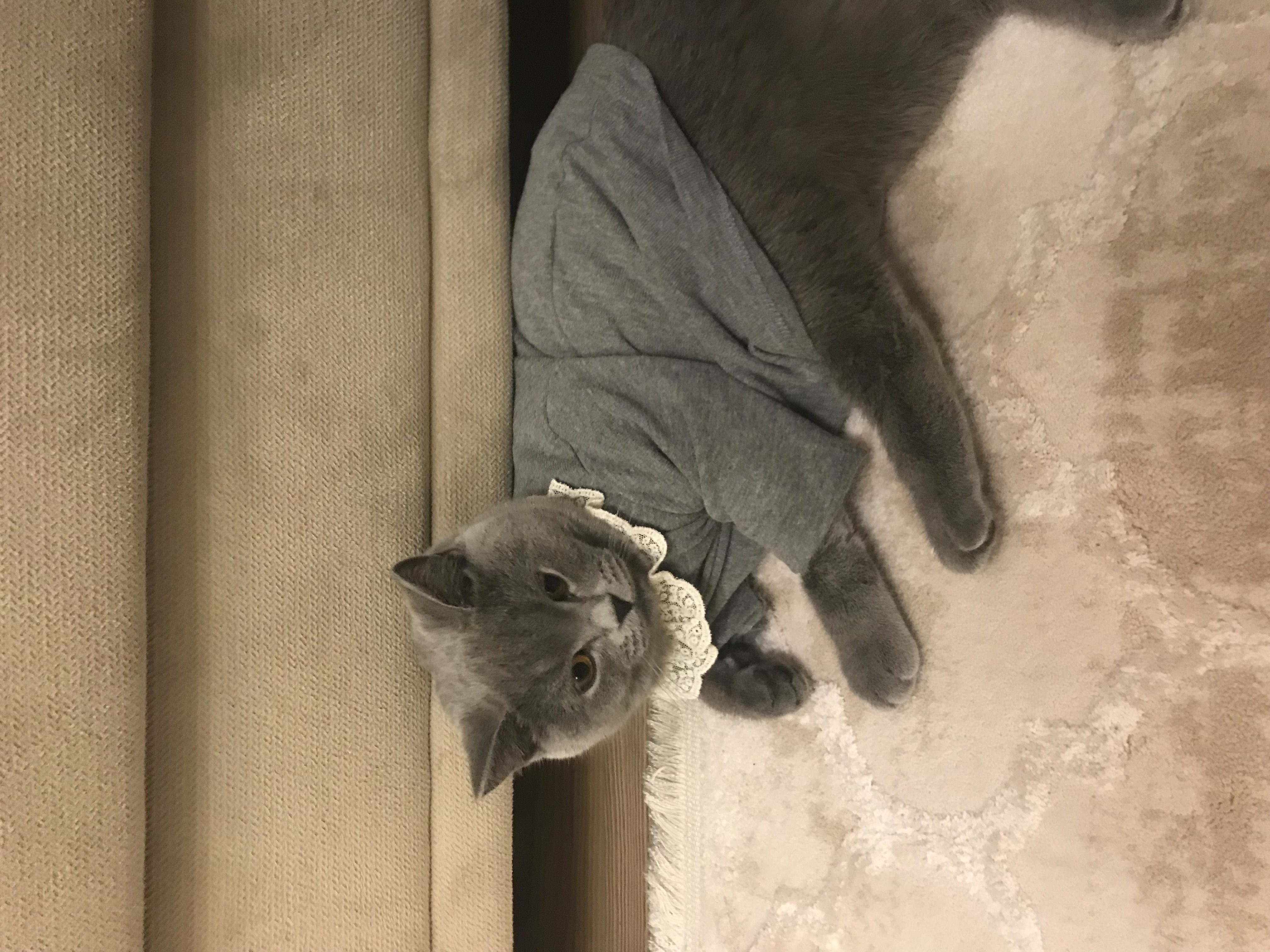 British Shorthair