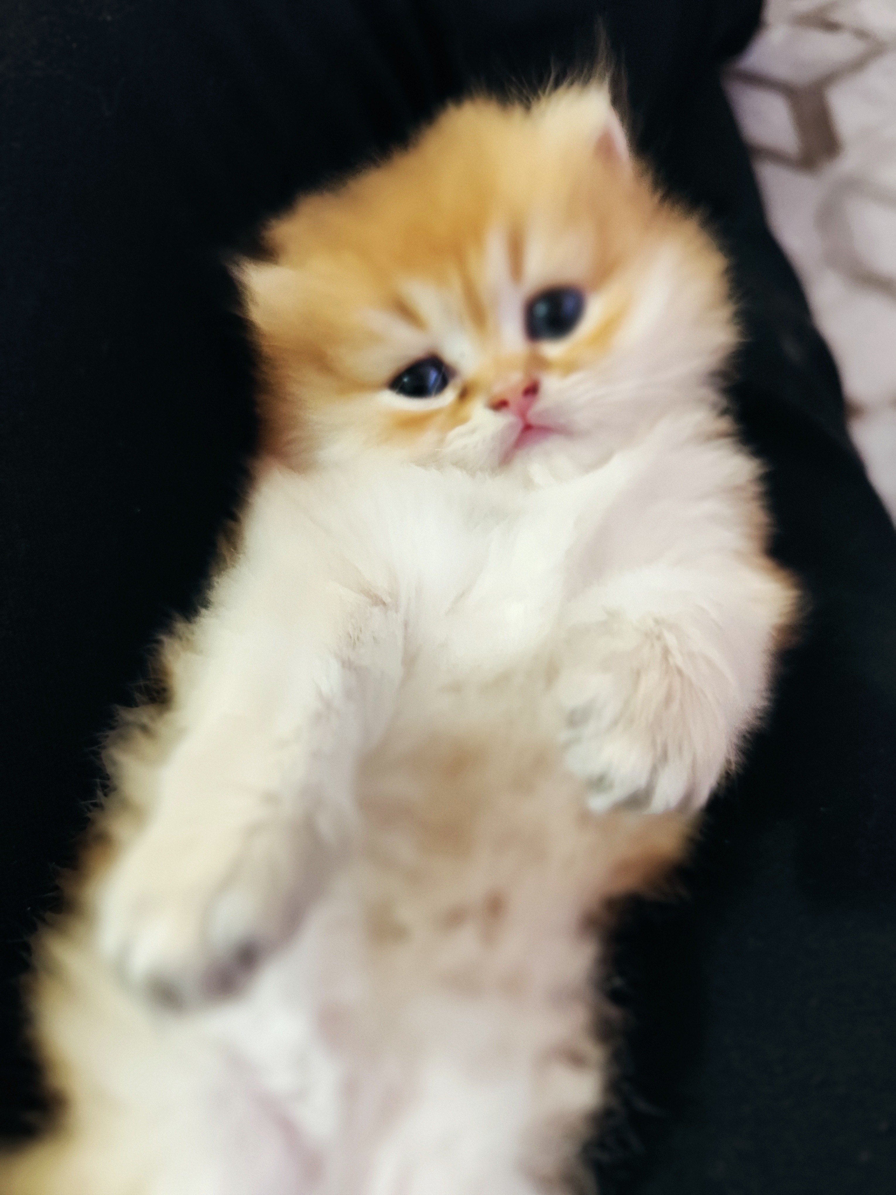 British Longhair