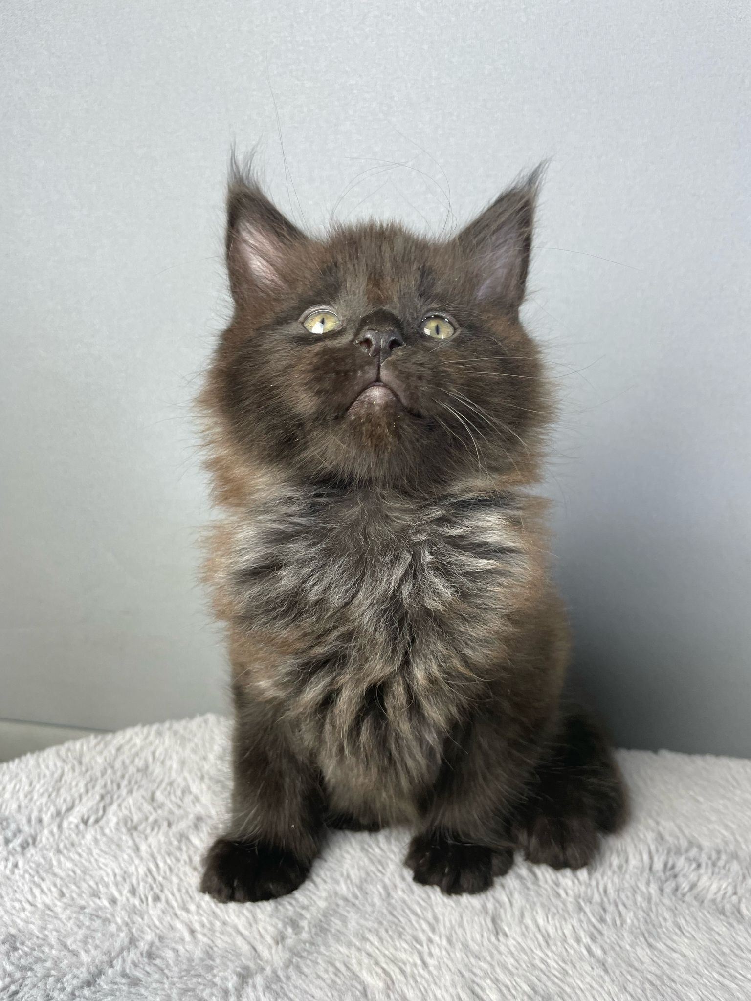Maine Coon