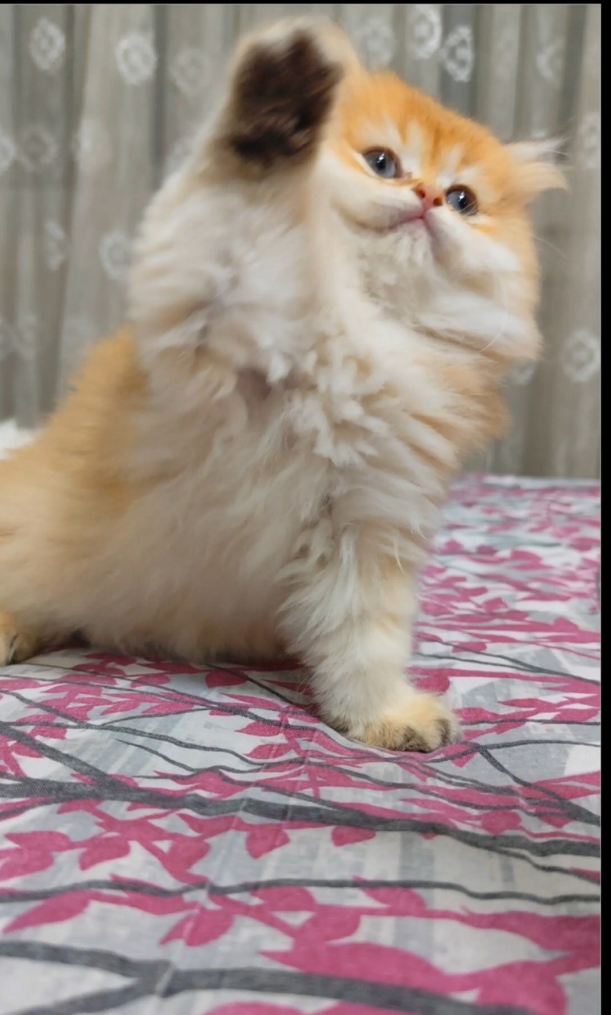 British Longhair