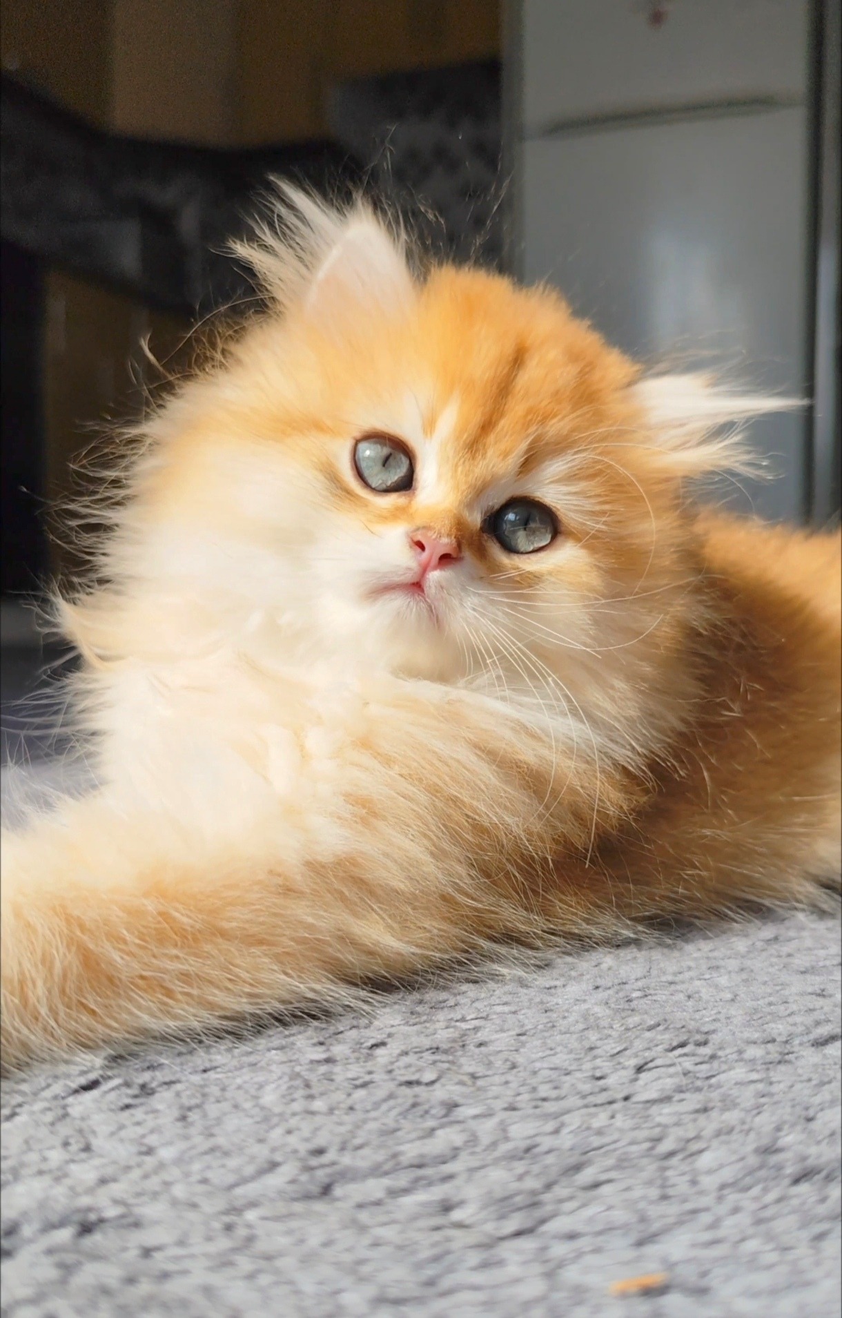 British Longhair