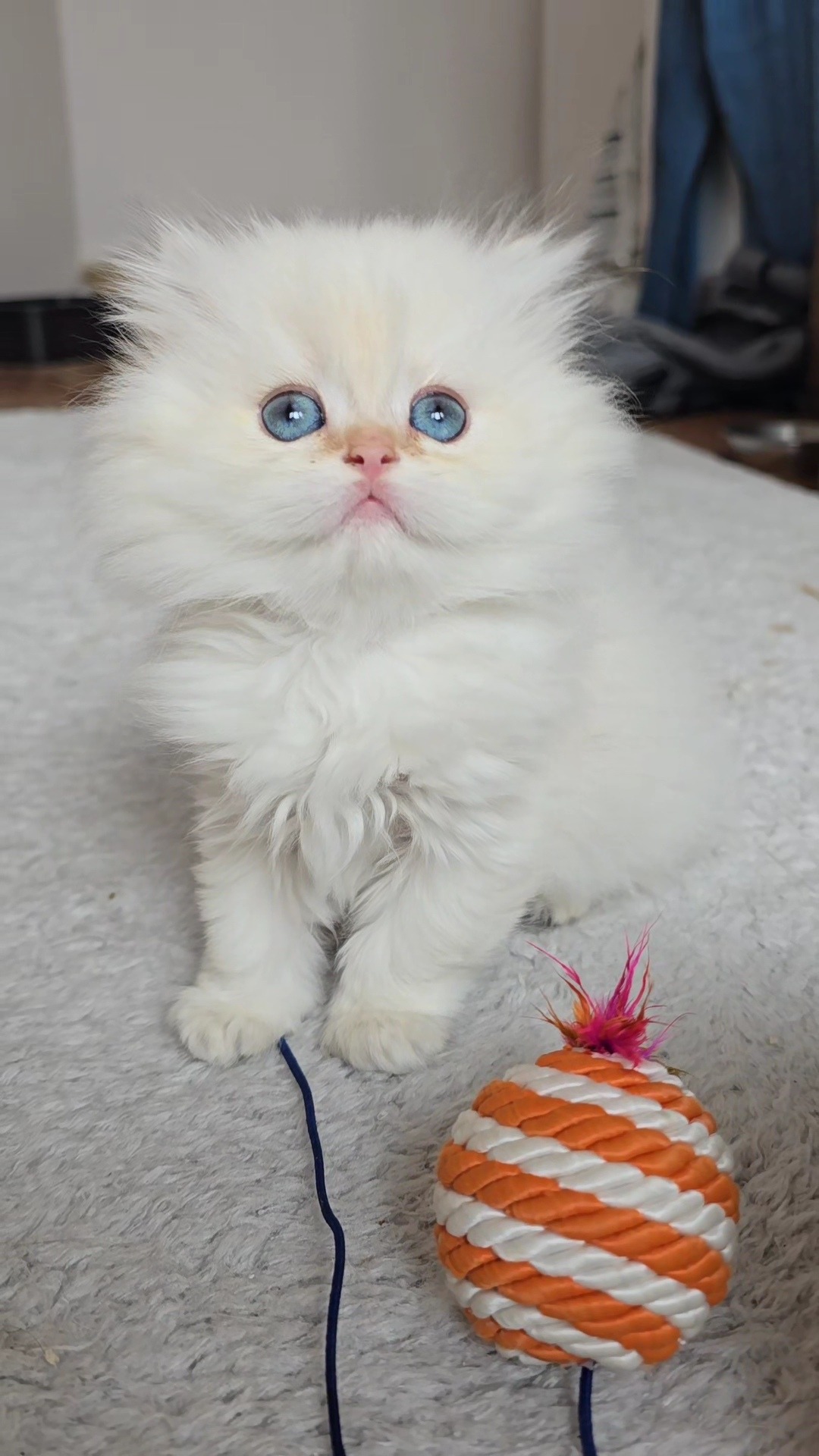 British Longhair