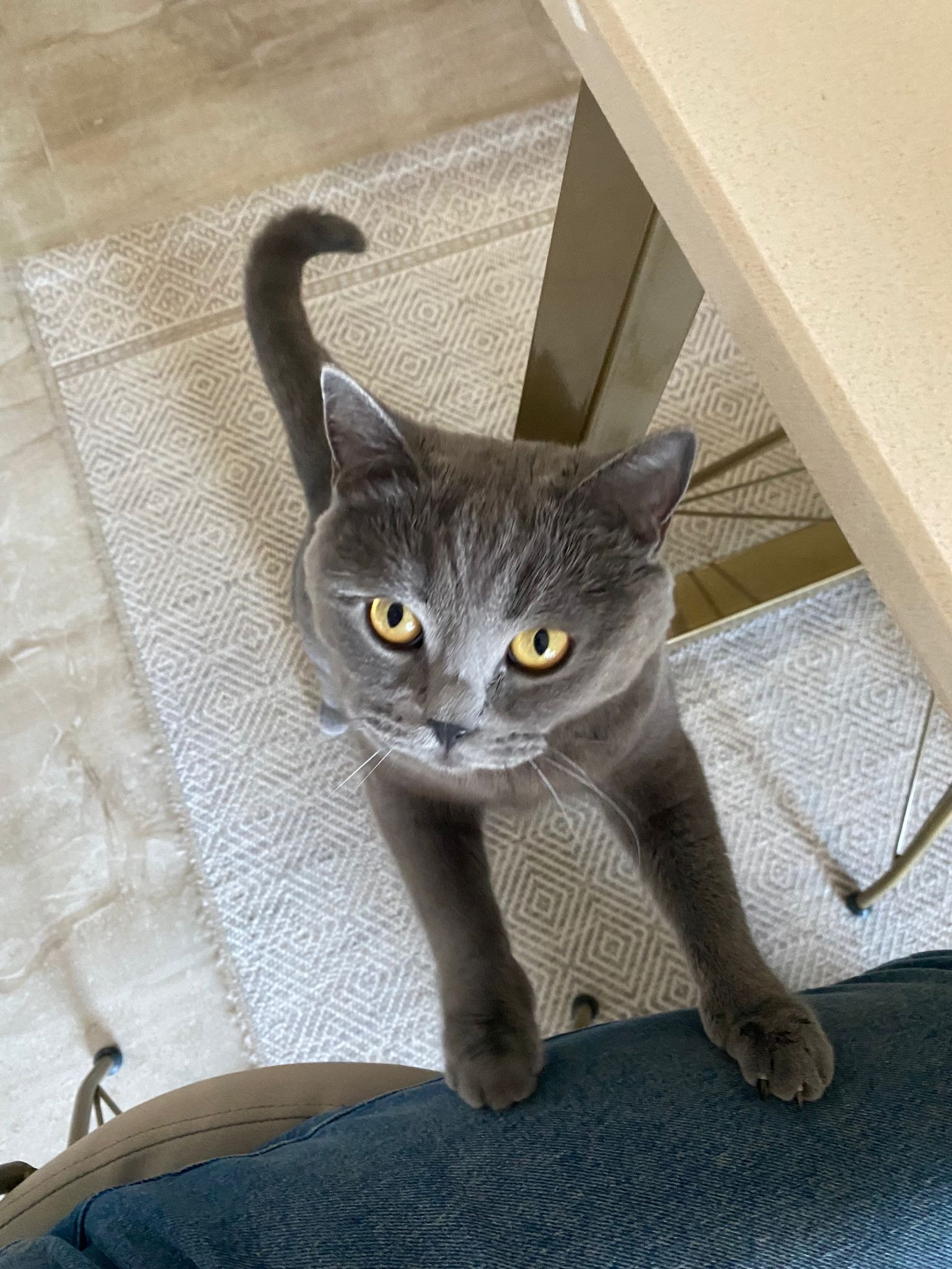 British Shorthair