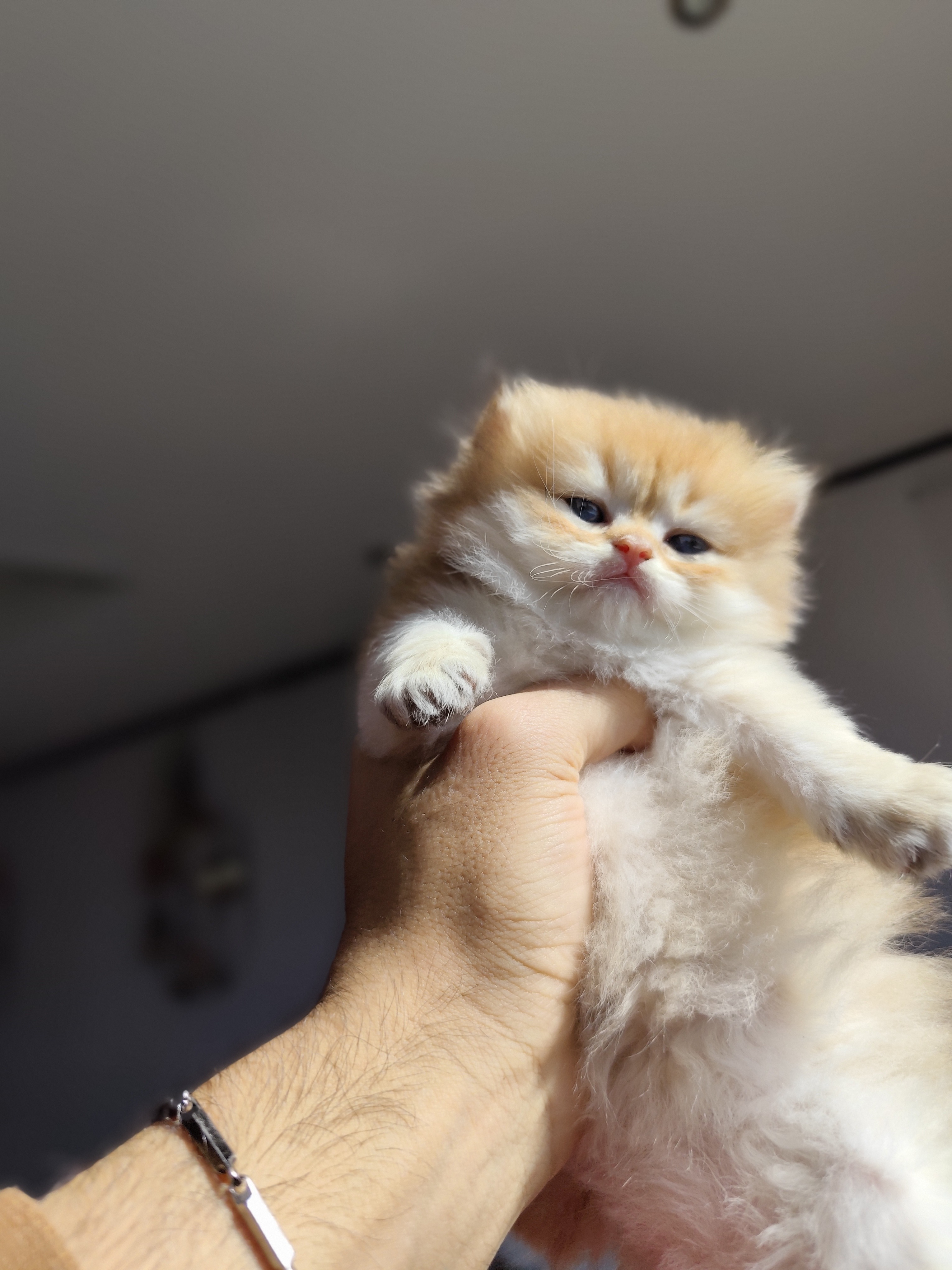 British Longhair