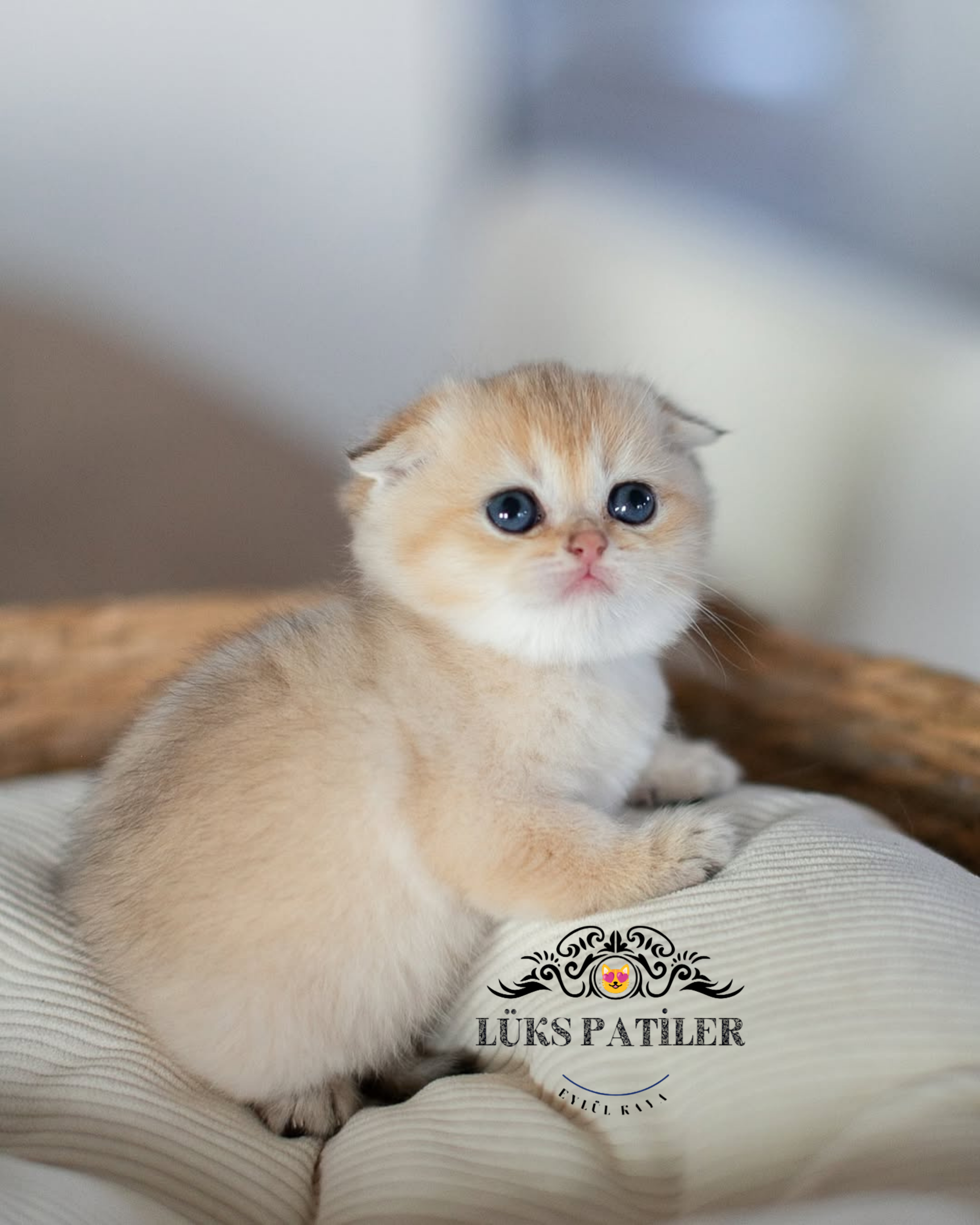 Scottish Fold Shorthair