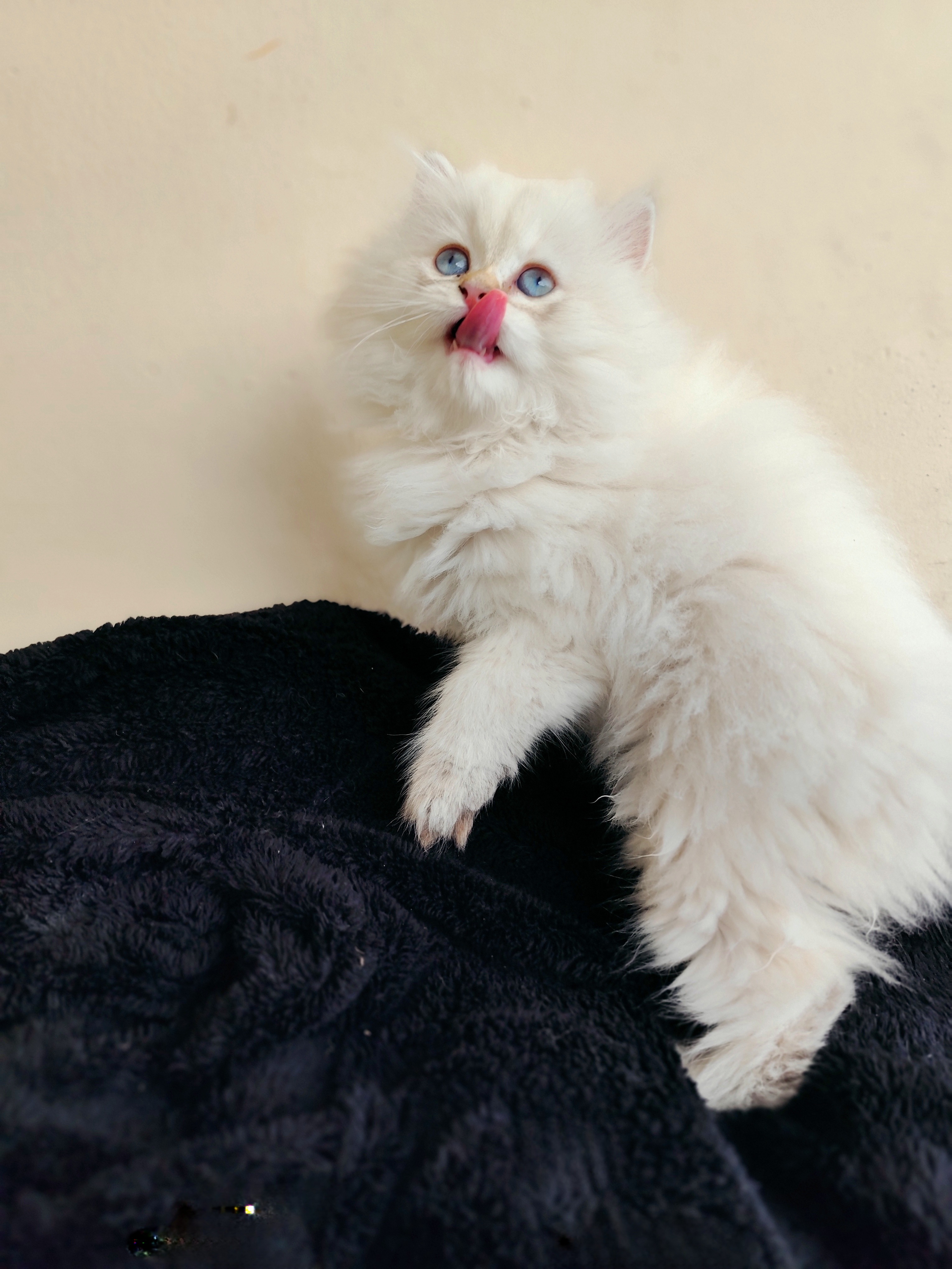 British Longhair