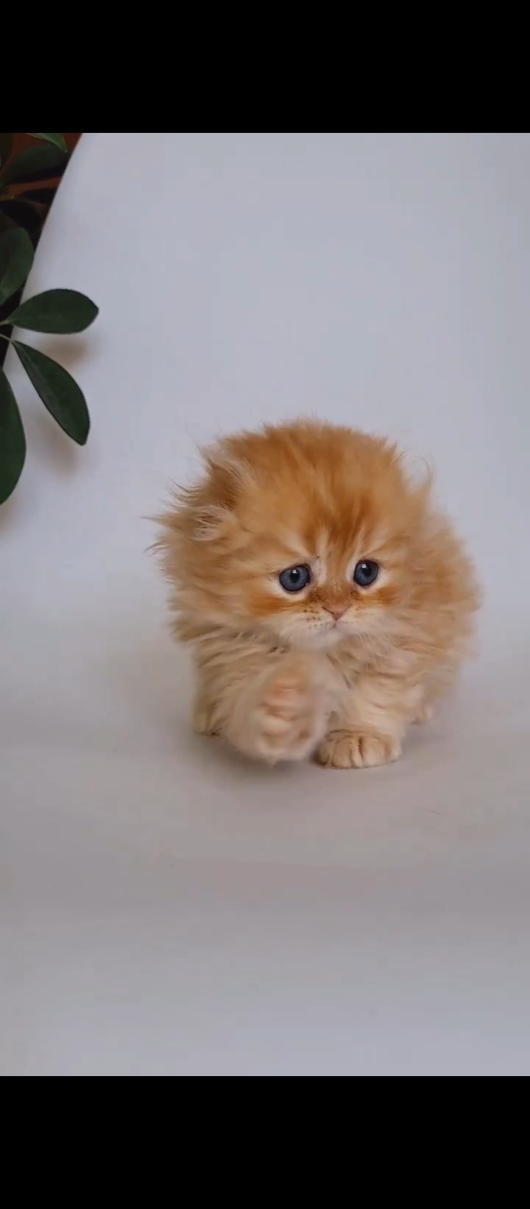 Scottish Fold Longhair