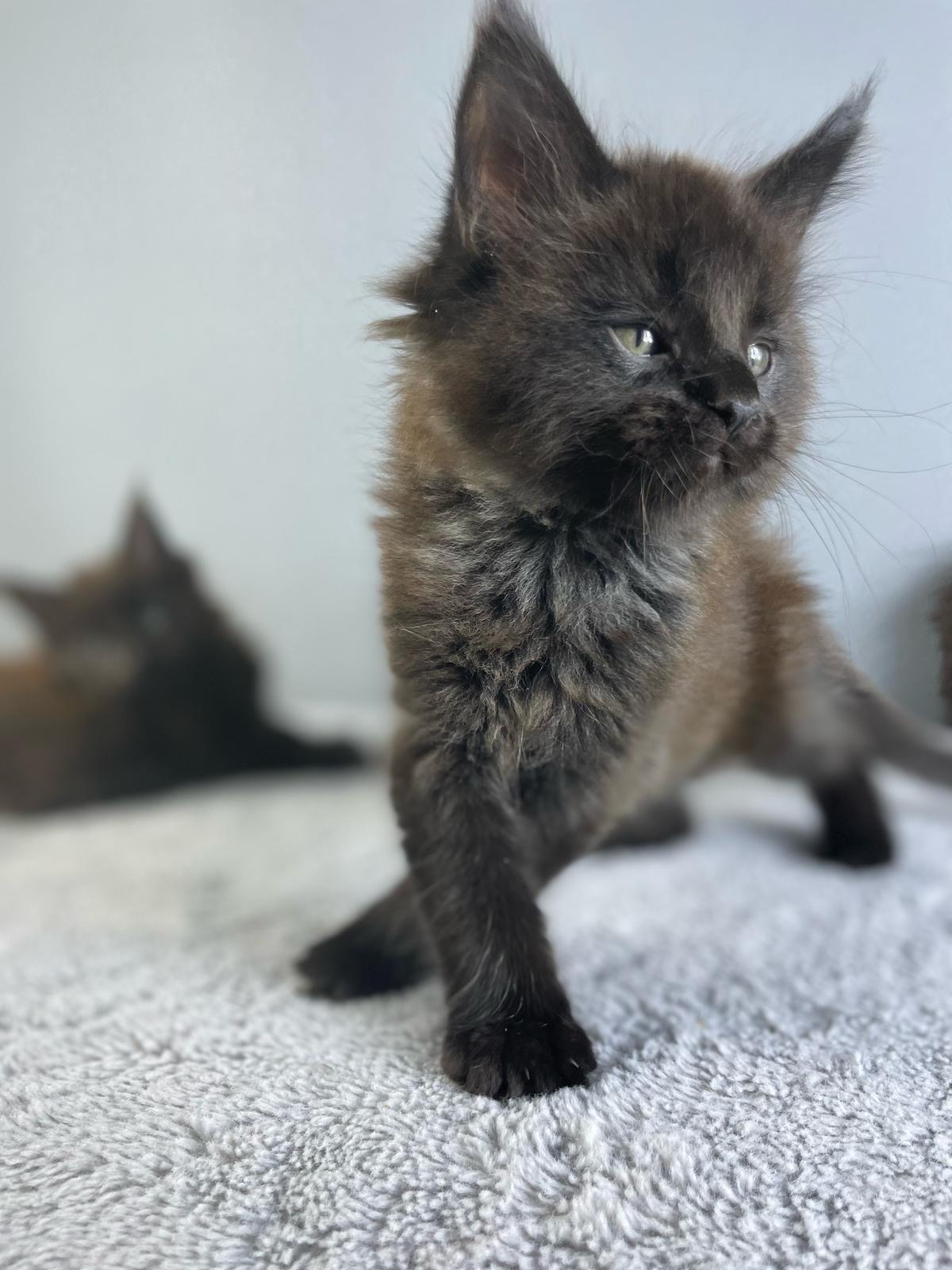 Maine Coon