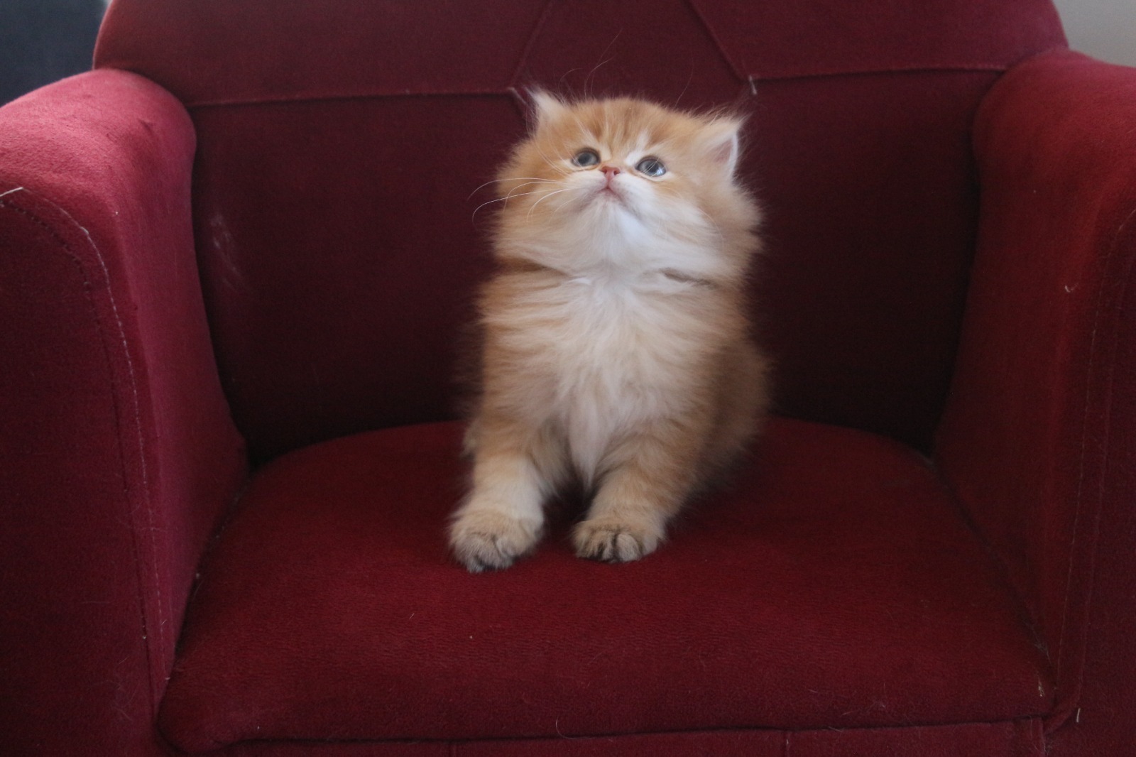 British Longhair