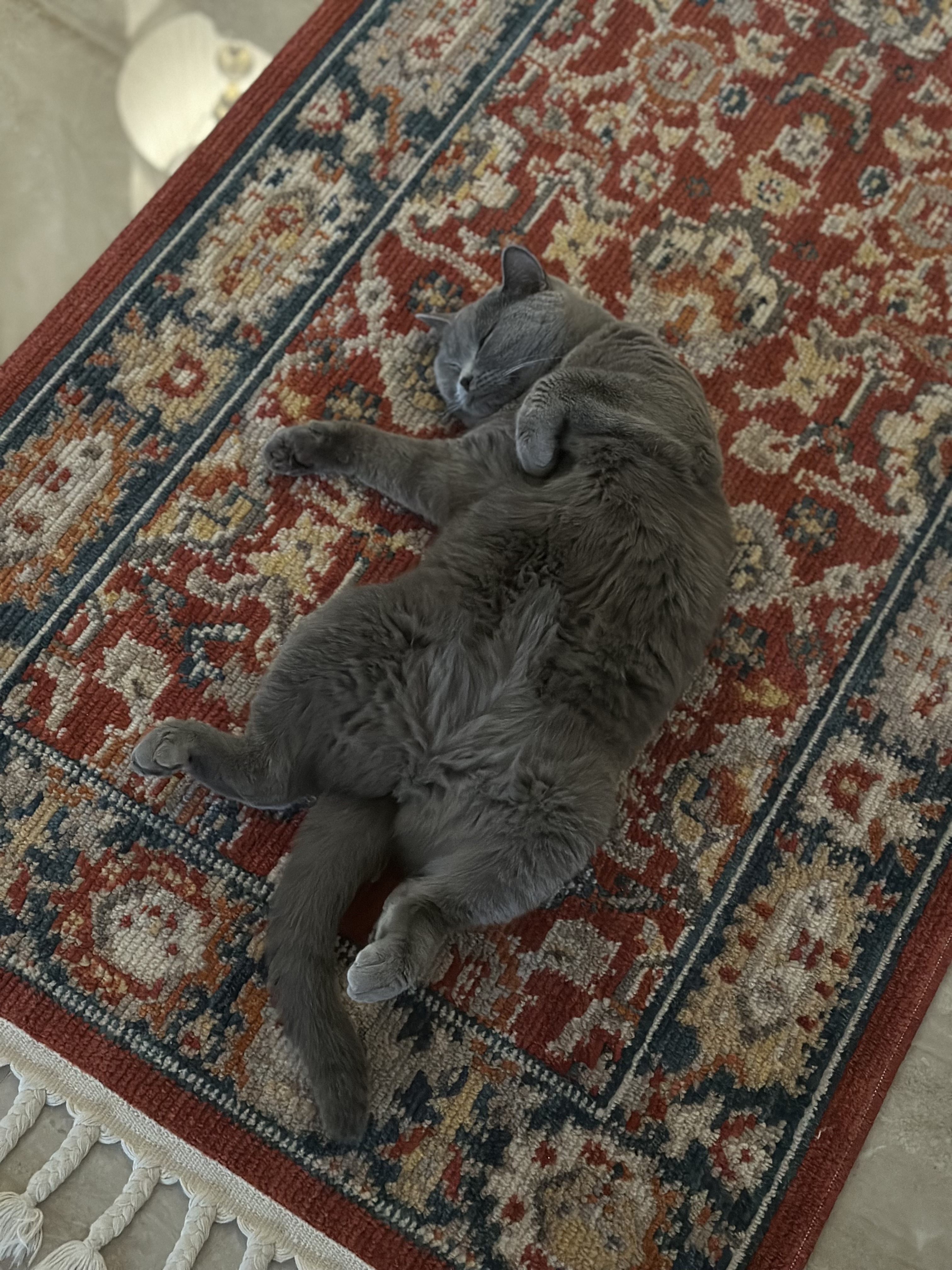 British Shorthair