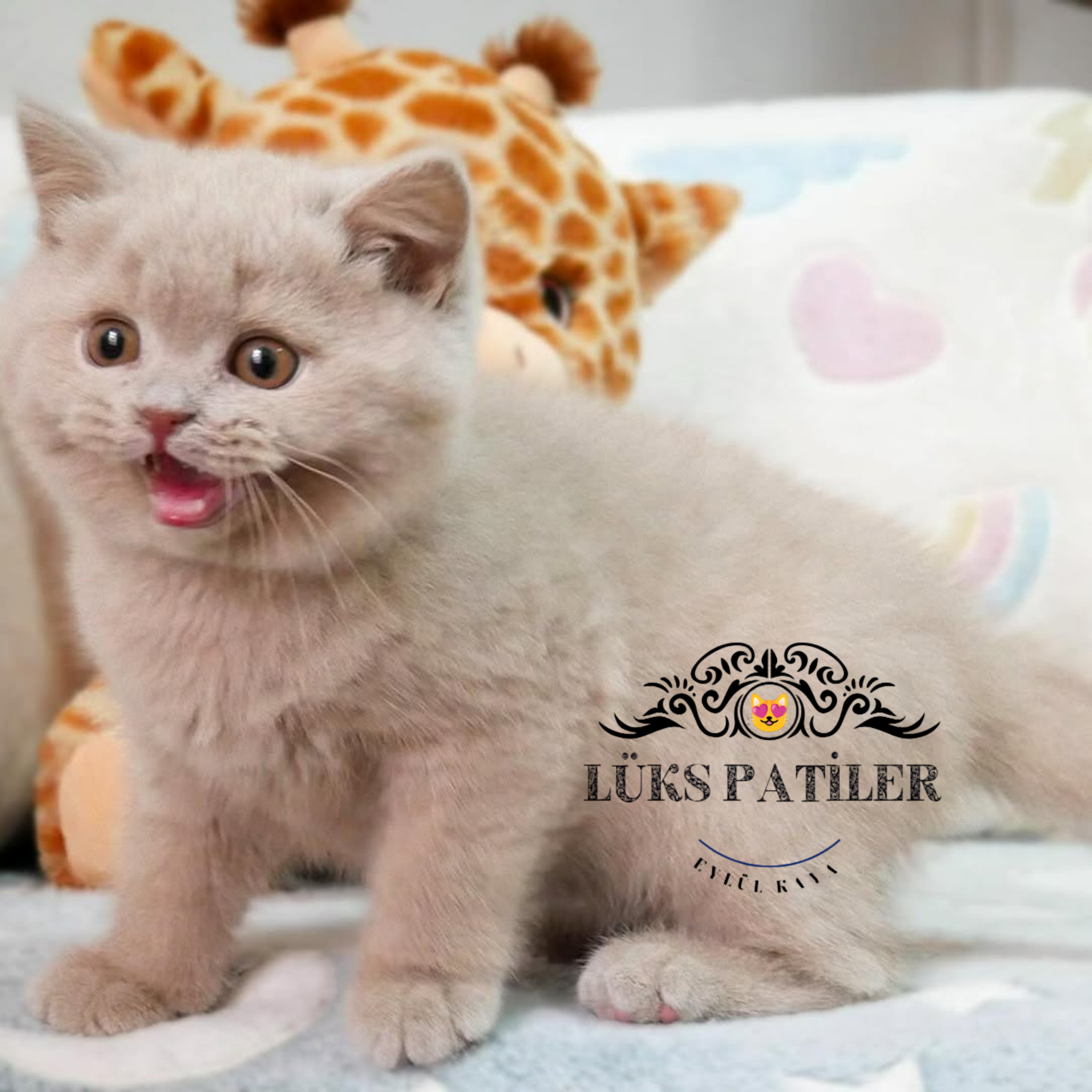 British Shorthair