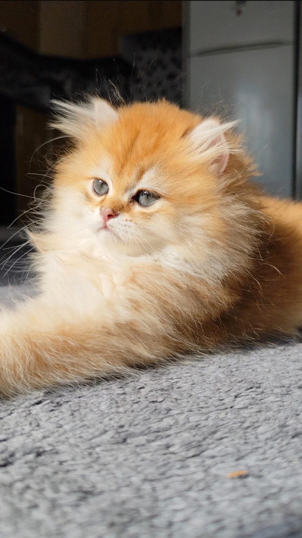 British Longhair