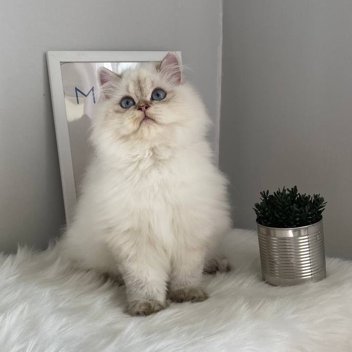 British Longhair