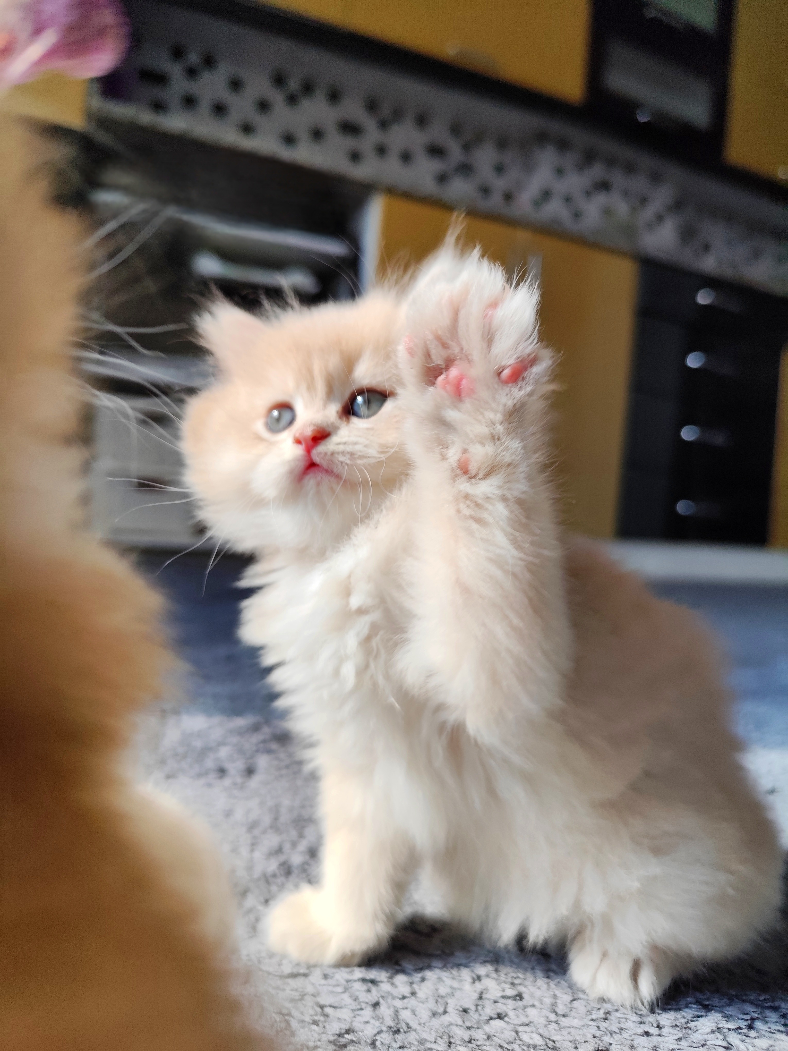 British Longhair