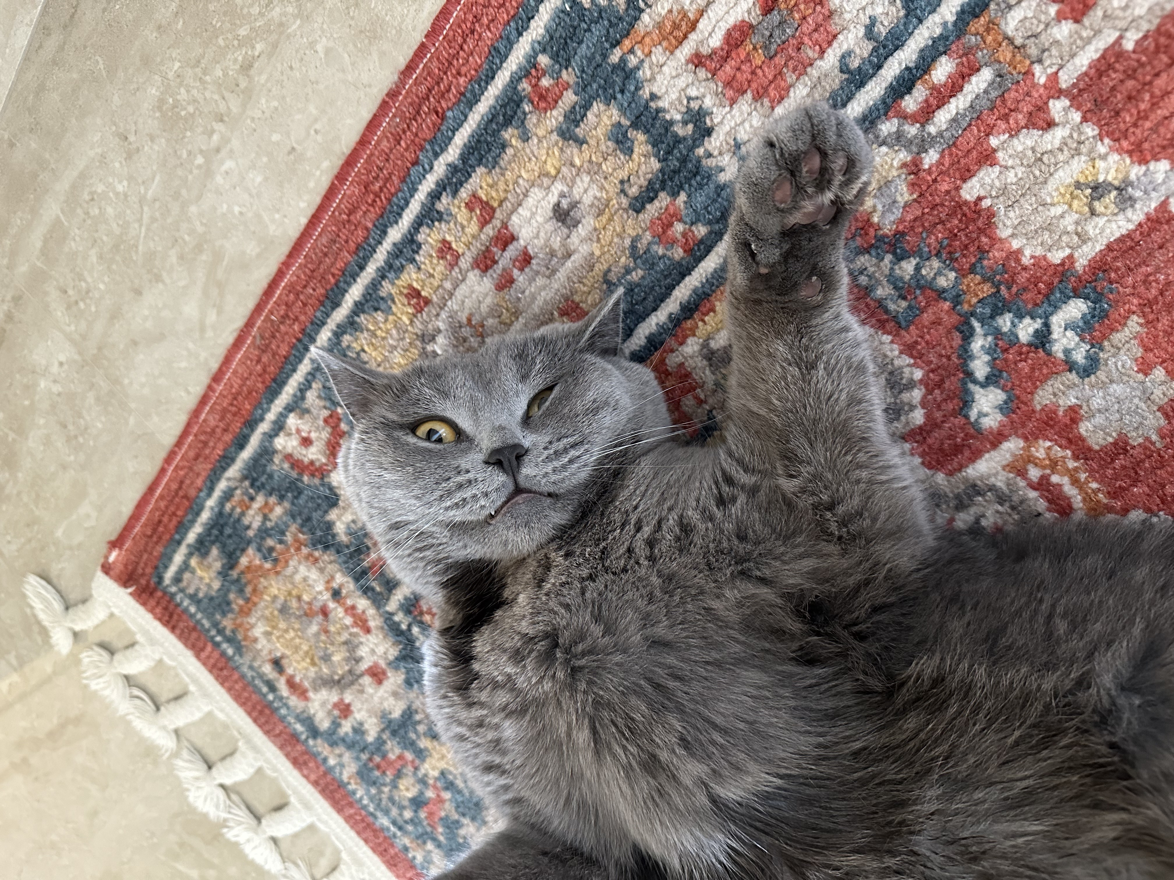 British Shorthair