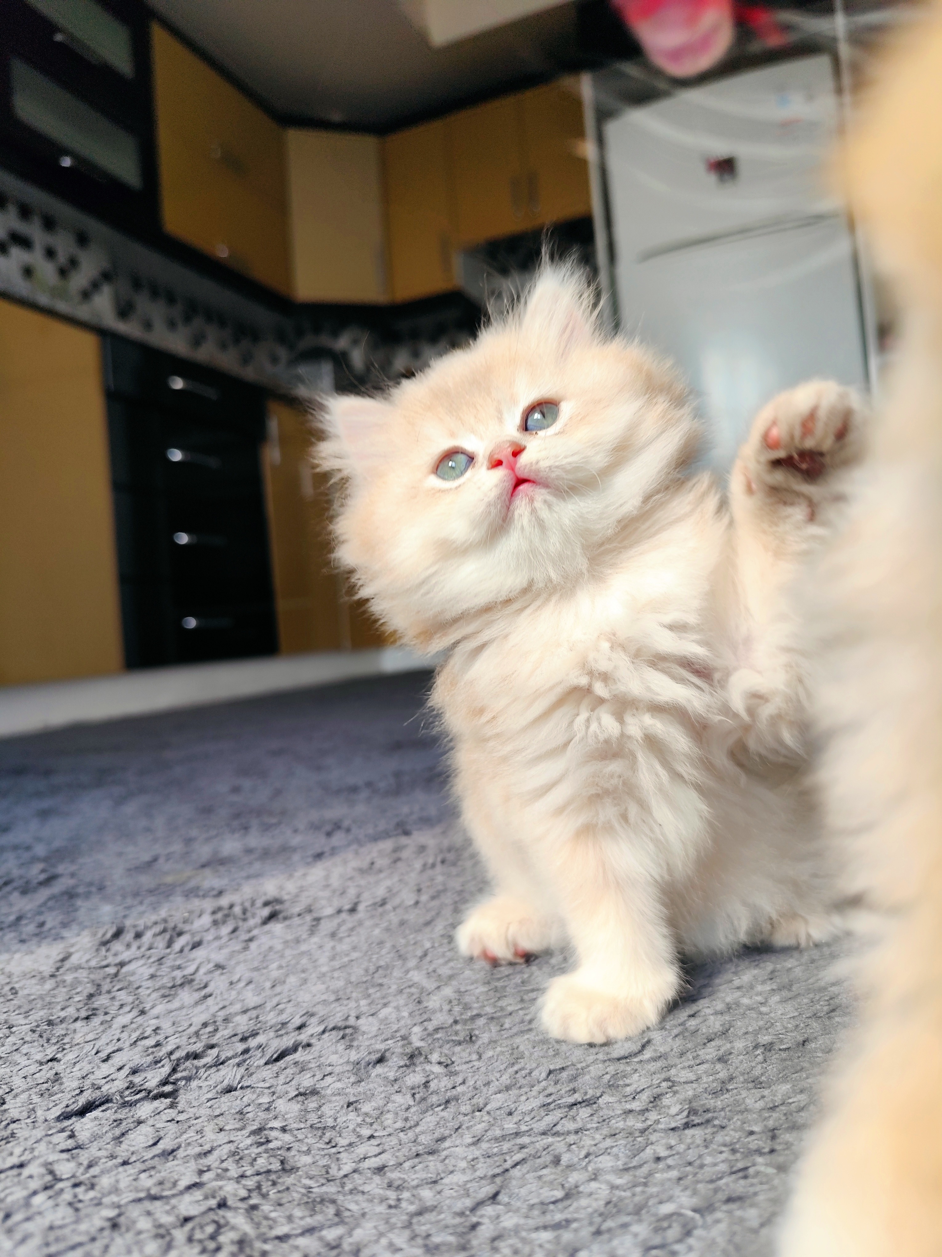 British Longhair
