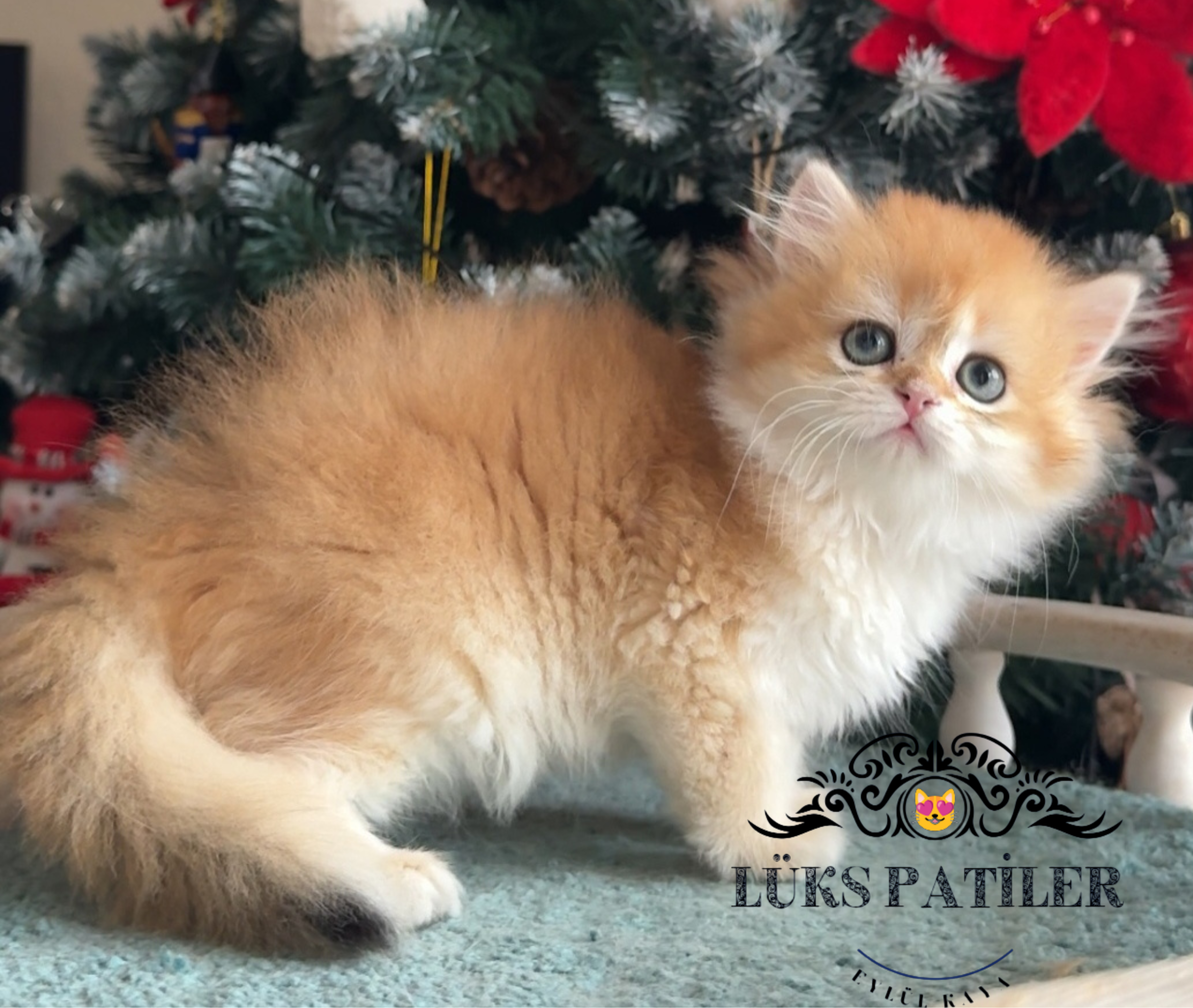 British Longhair