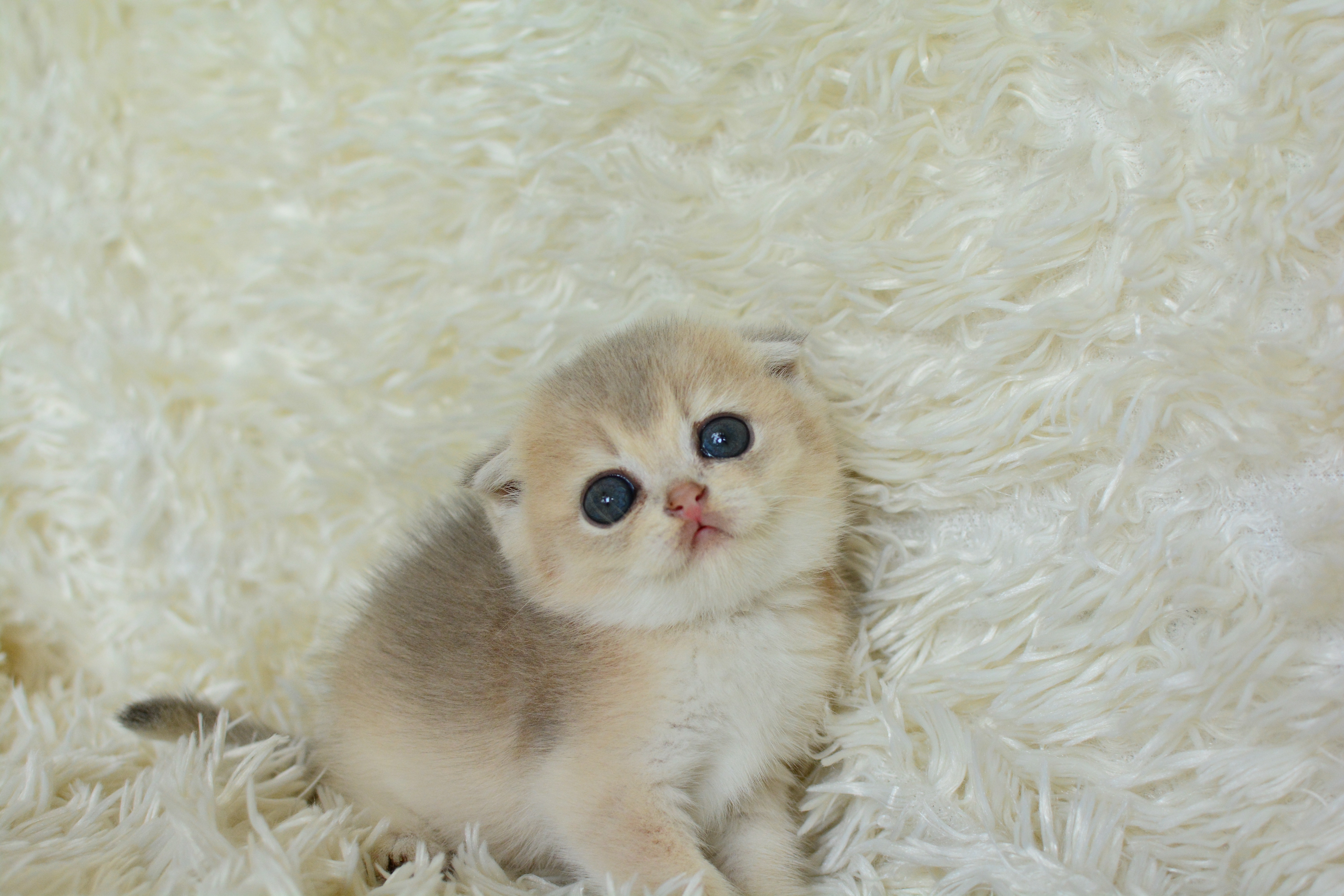 Scottish Fold Shorthair