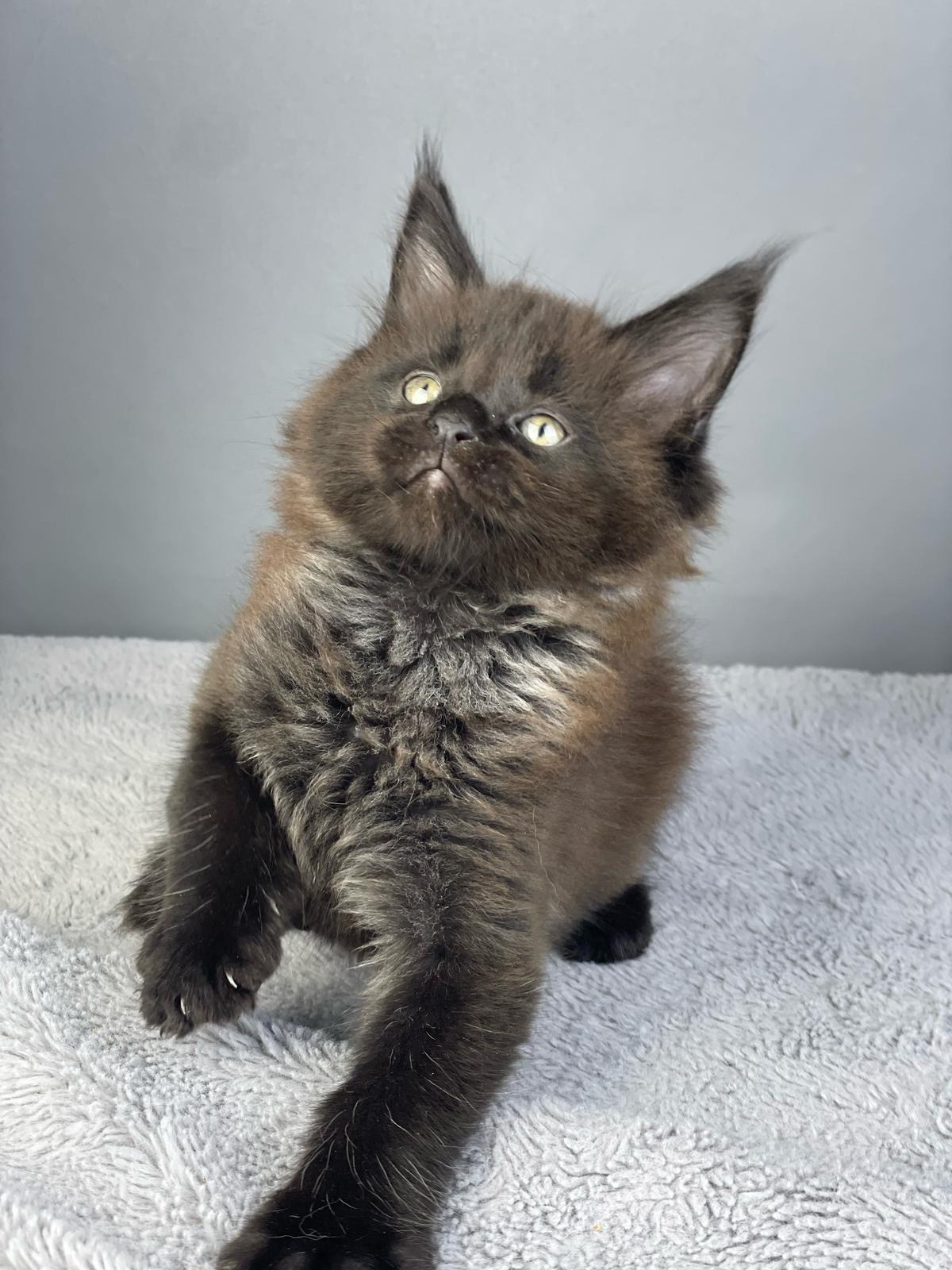 Maine Coon