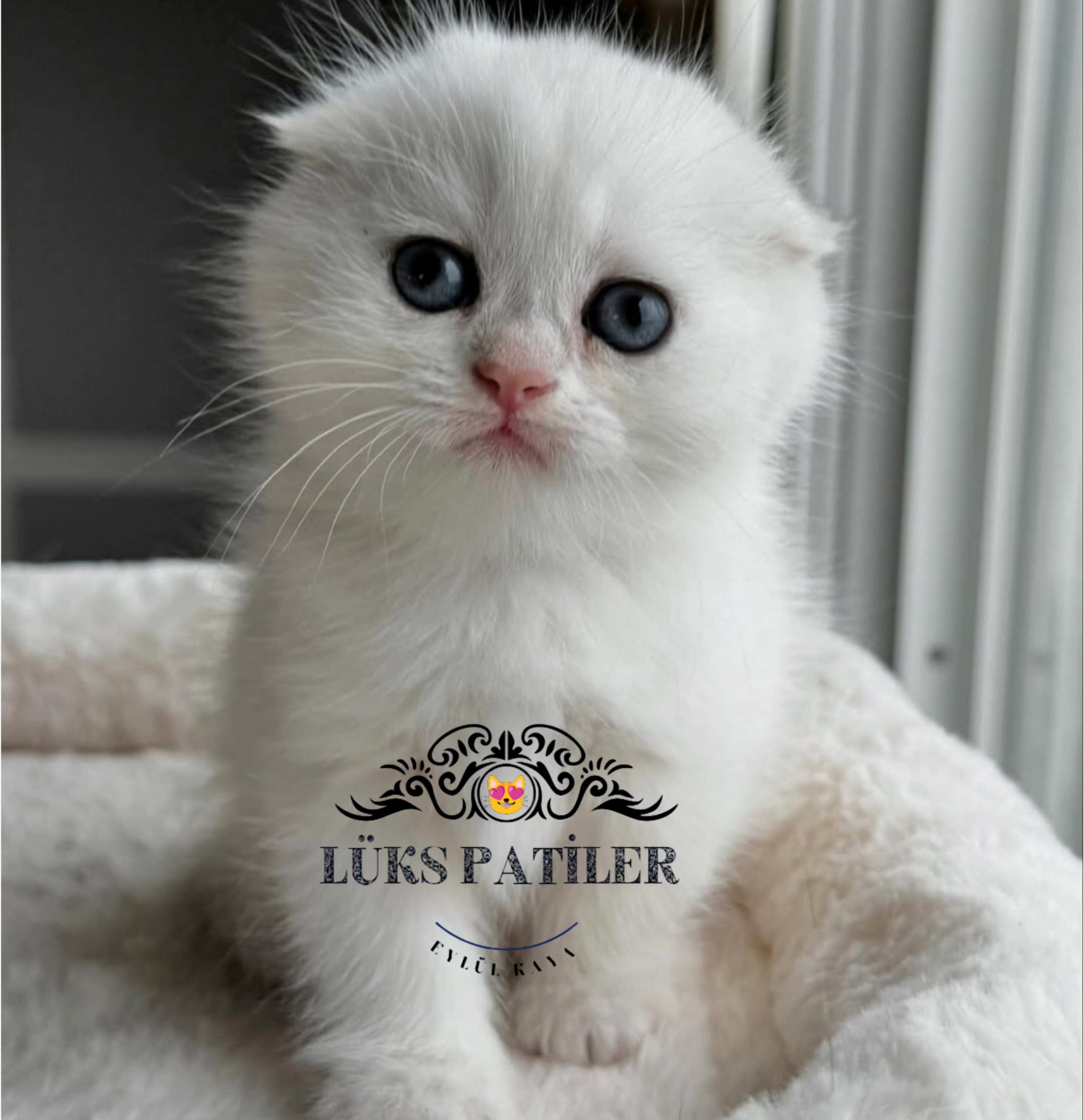 Scottish Fold Shorthair