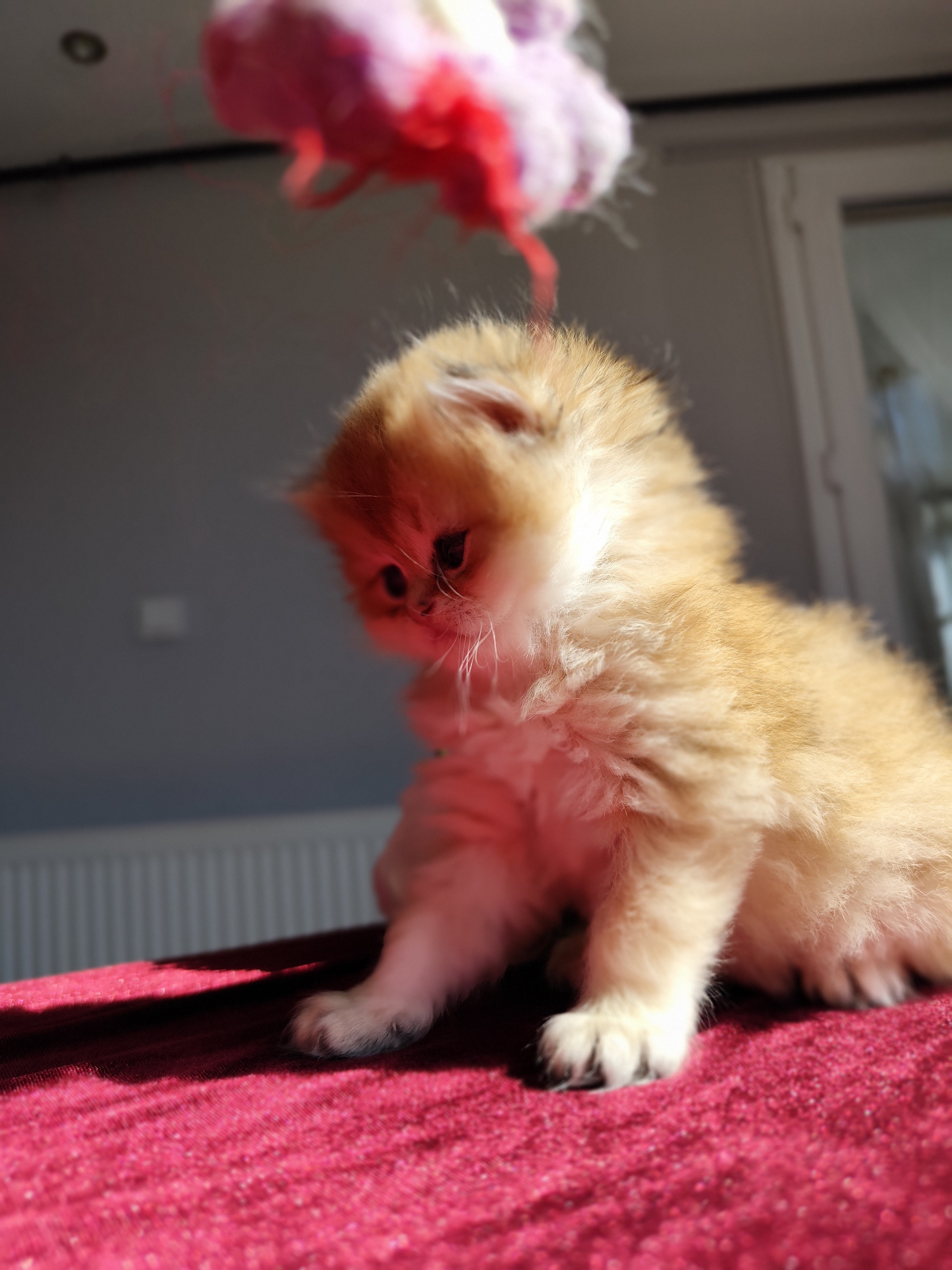 British Longhair