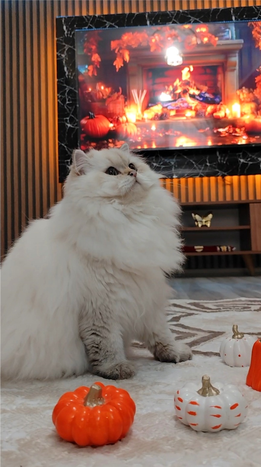 British Longhair