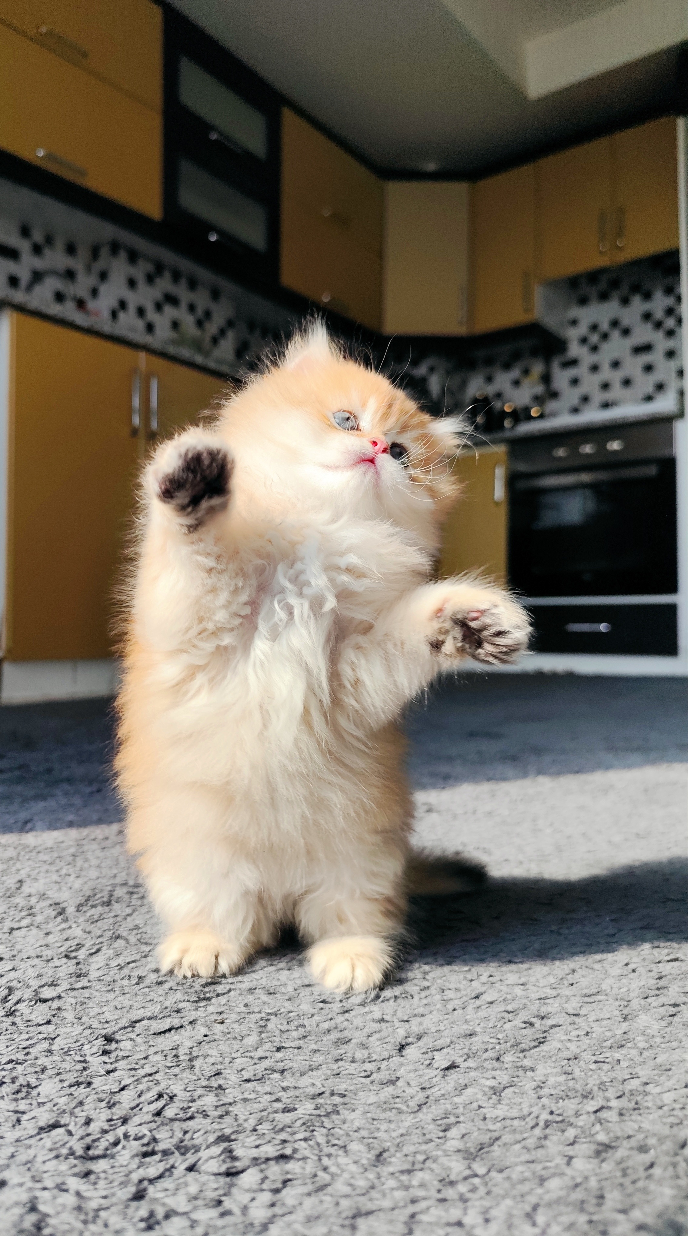 British Longhair