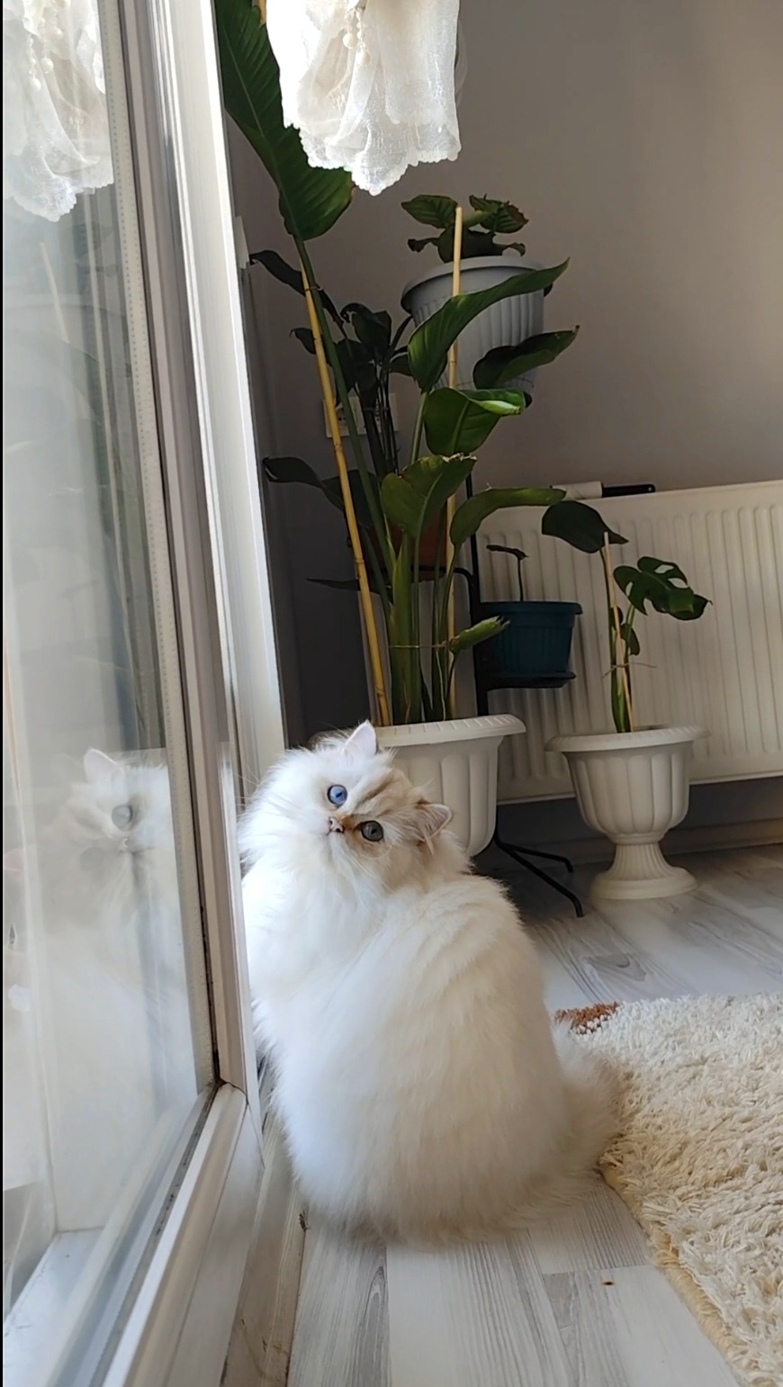 British Longhair