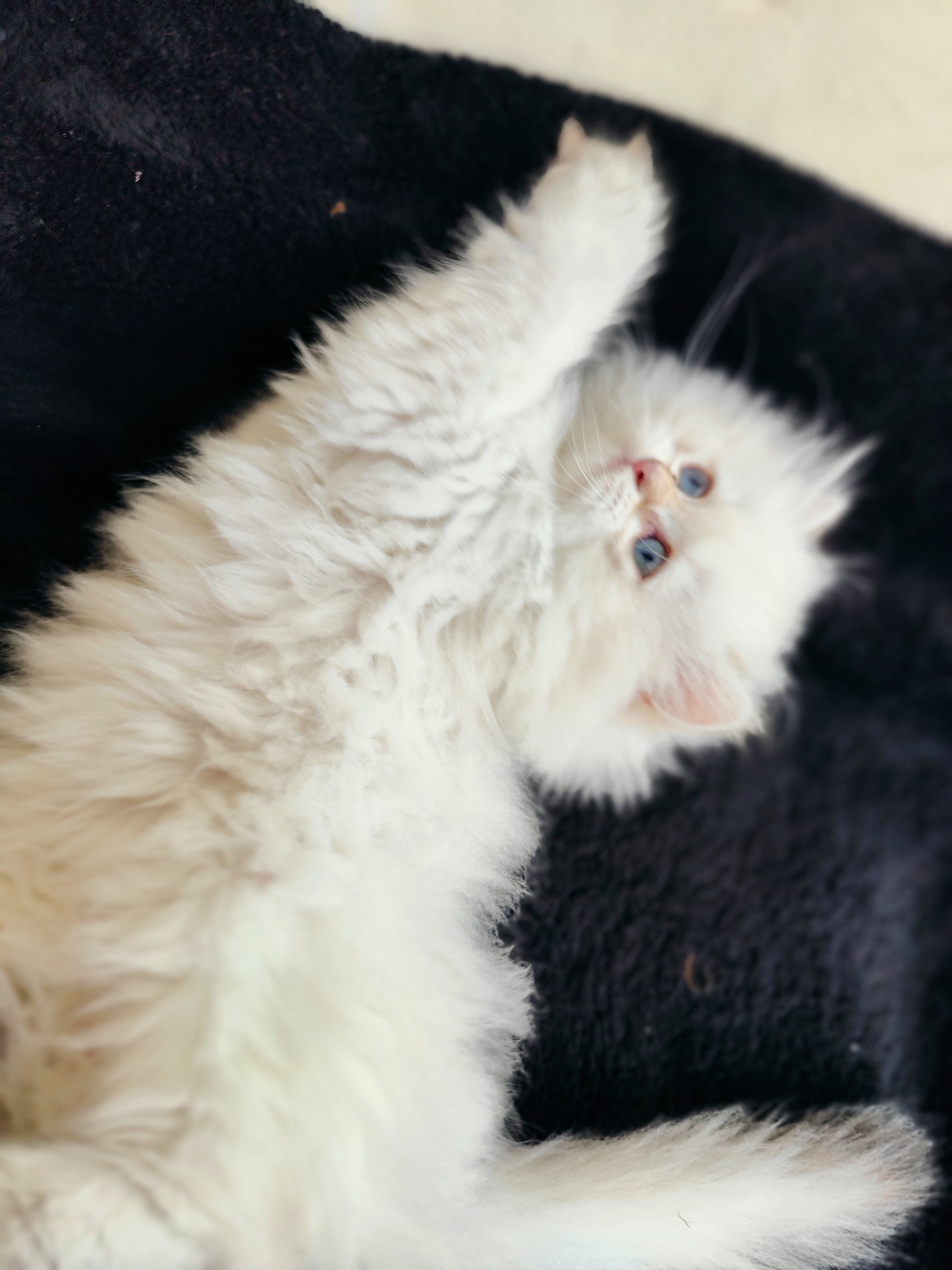 British Longhair