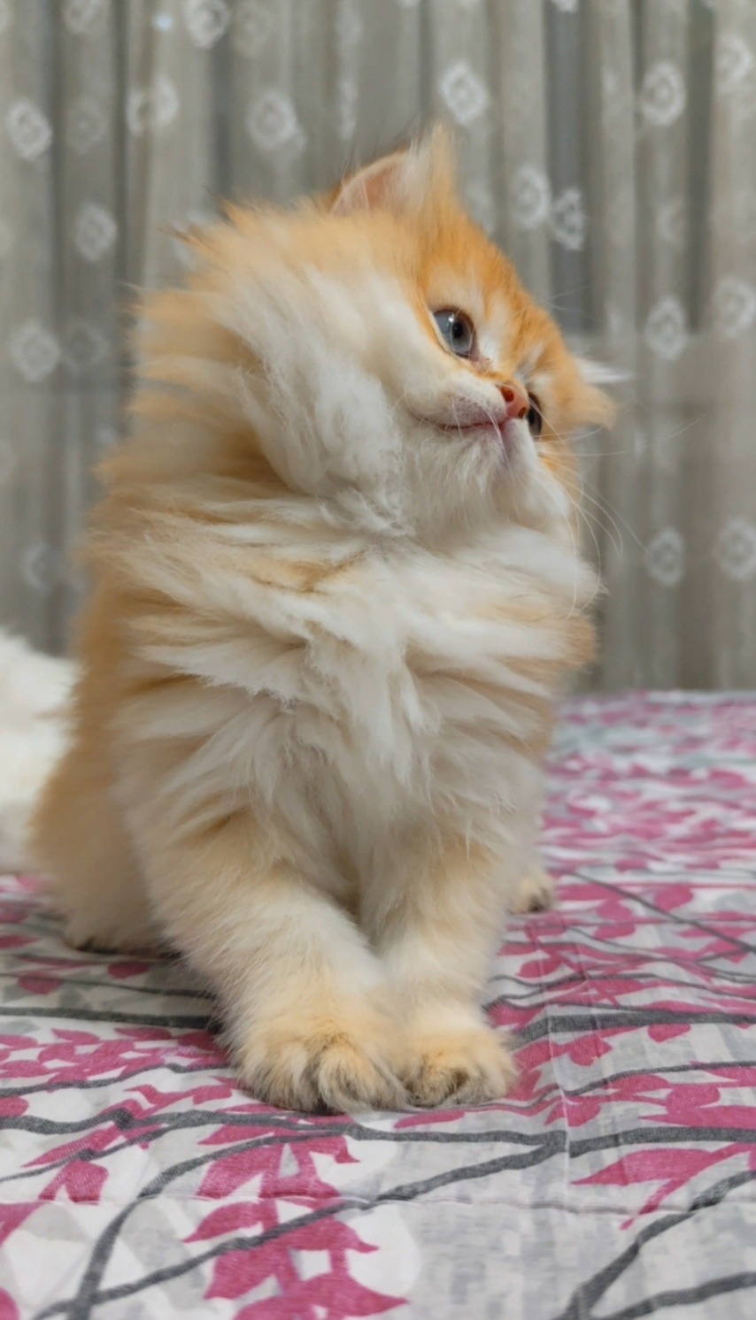 British Longhair