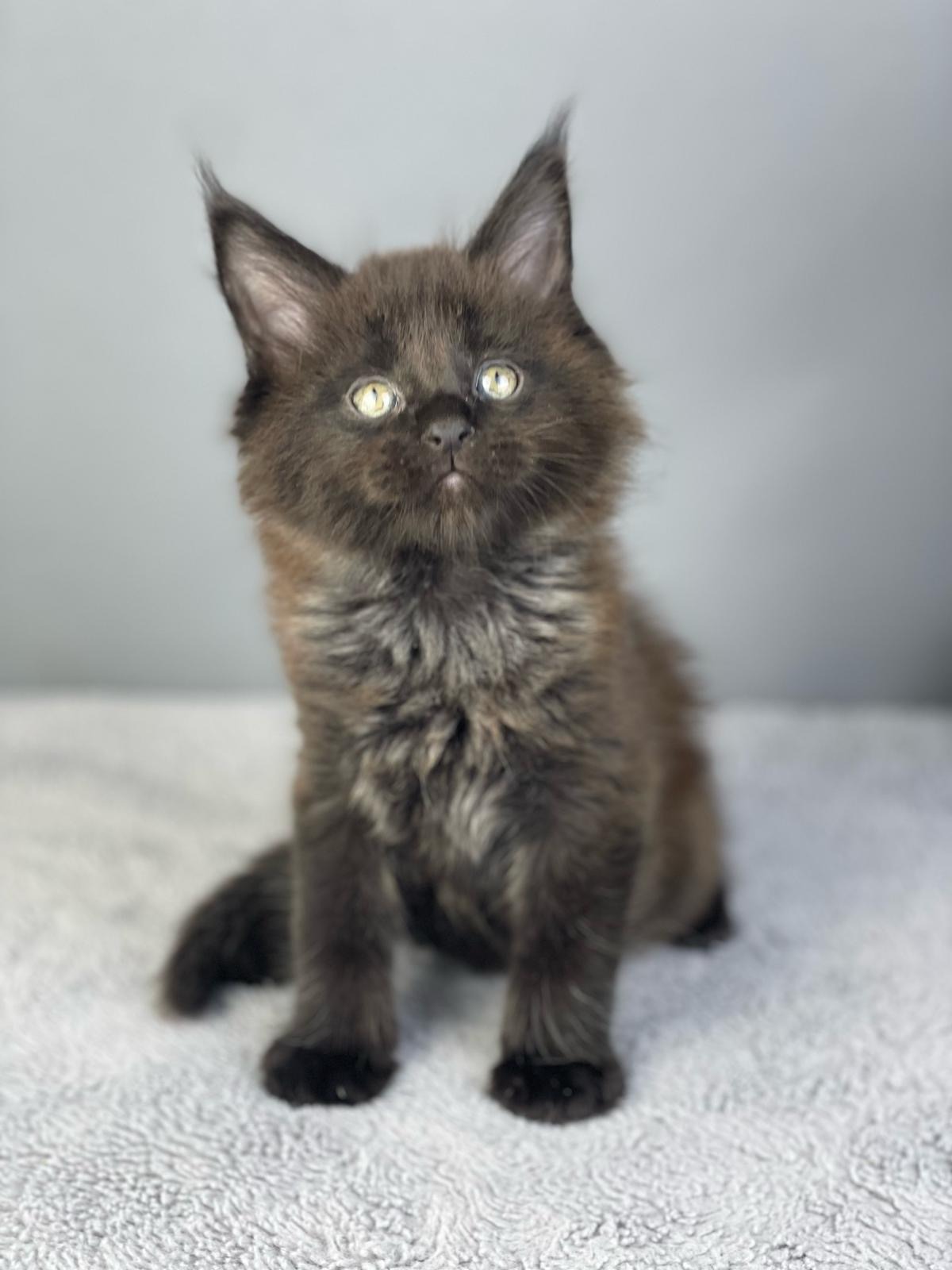 Maine Coon