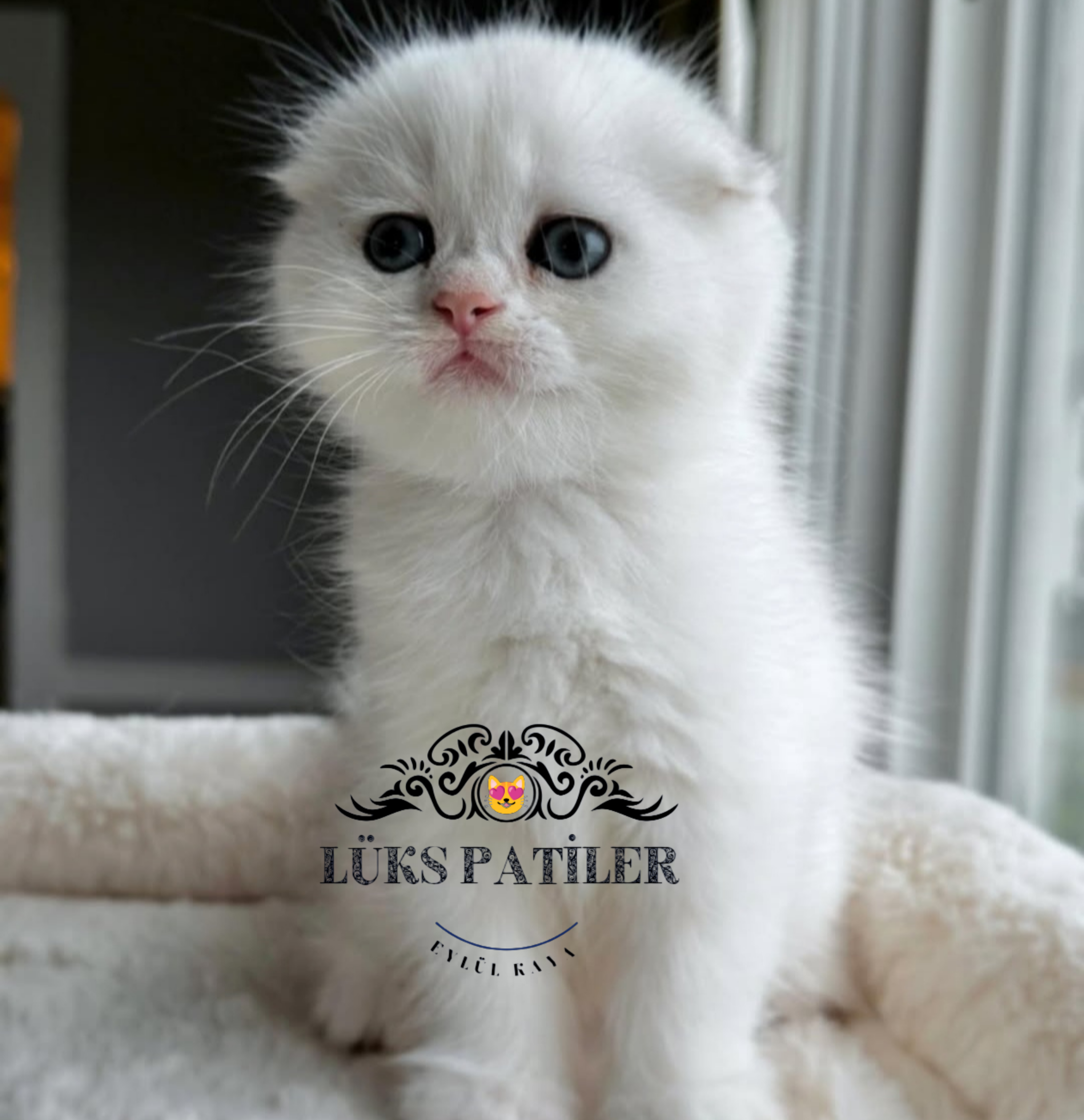 Scottish Fold Shorthair