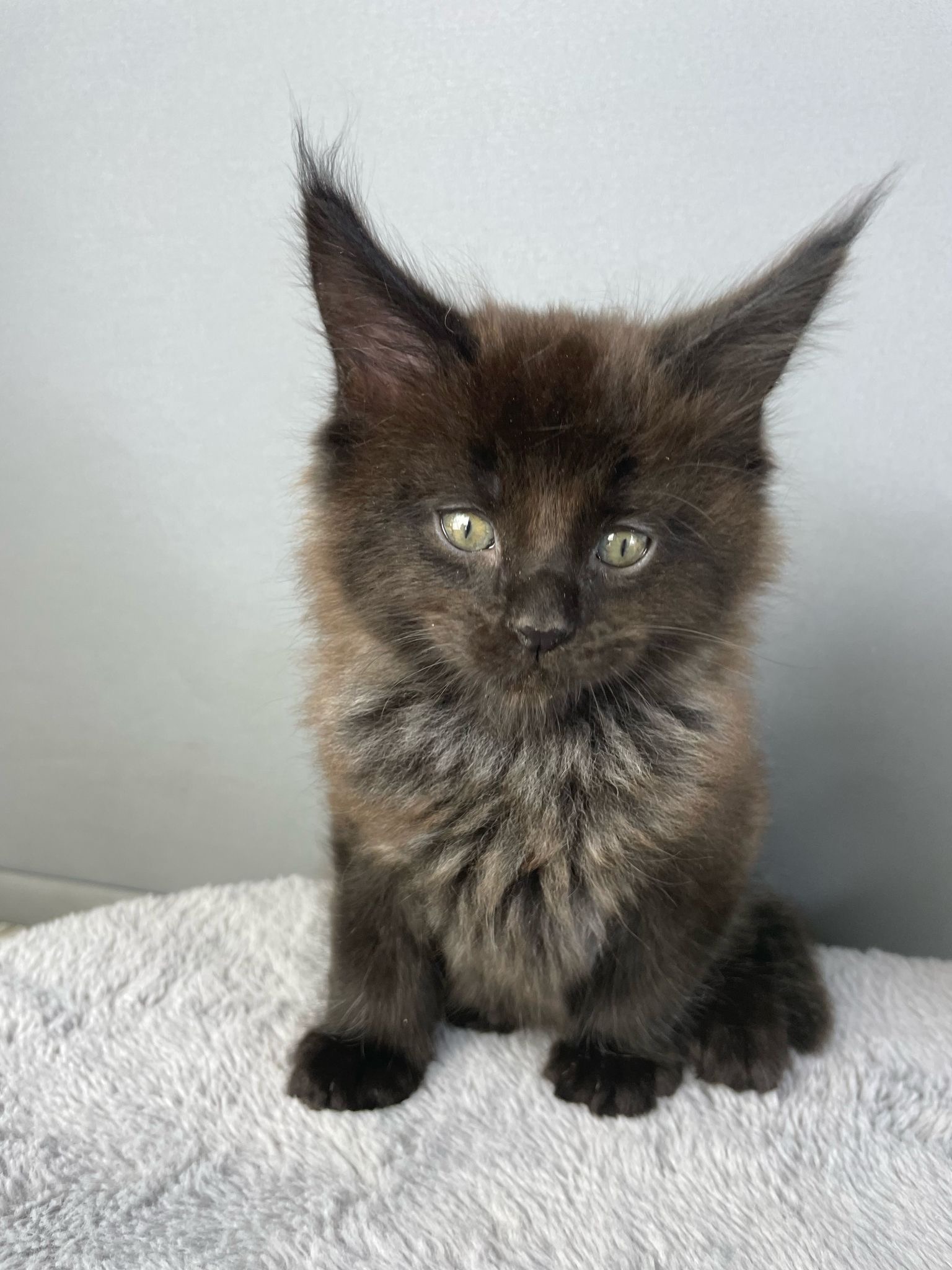 Maine Coon