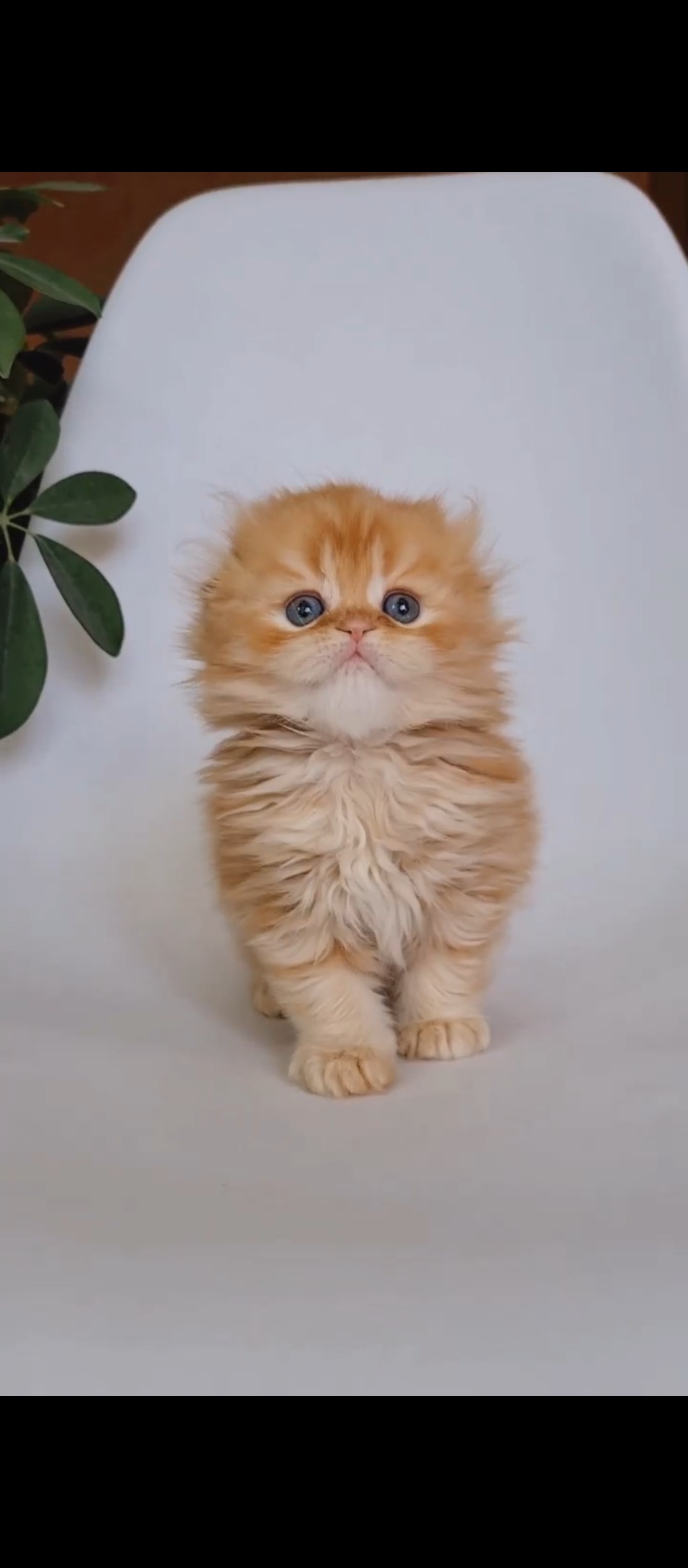 Scottish Fold Longhair