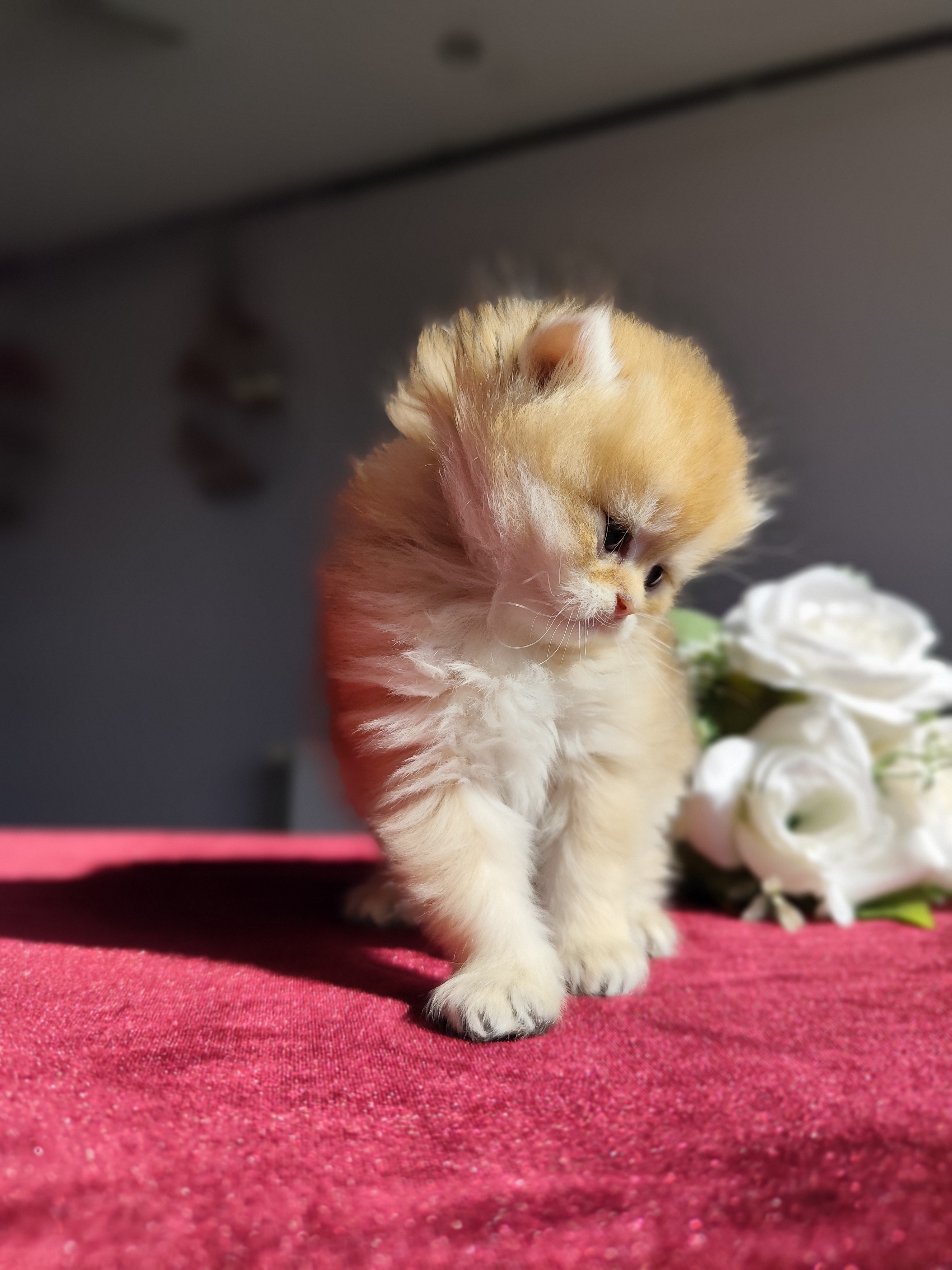 British Longhair