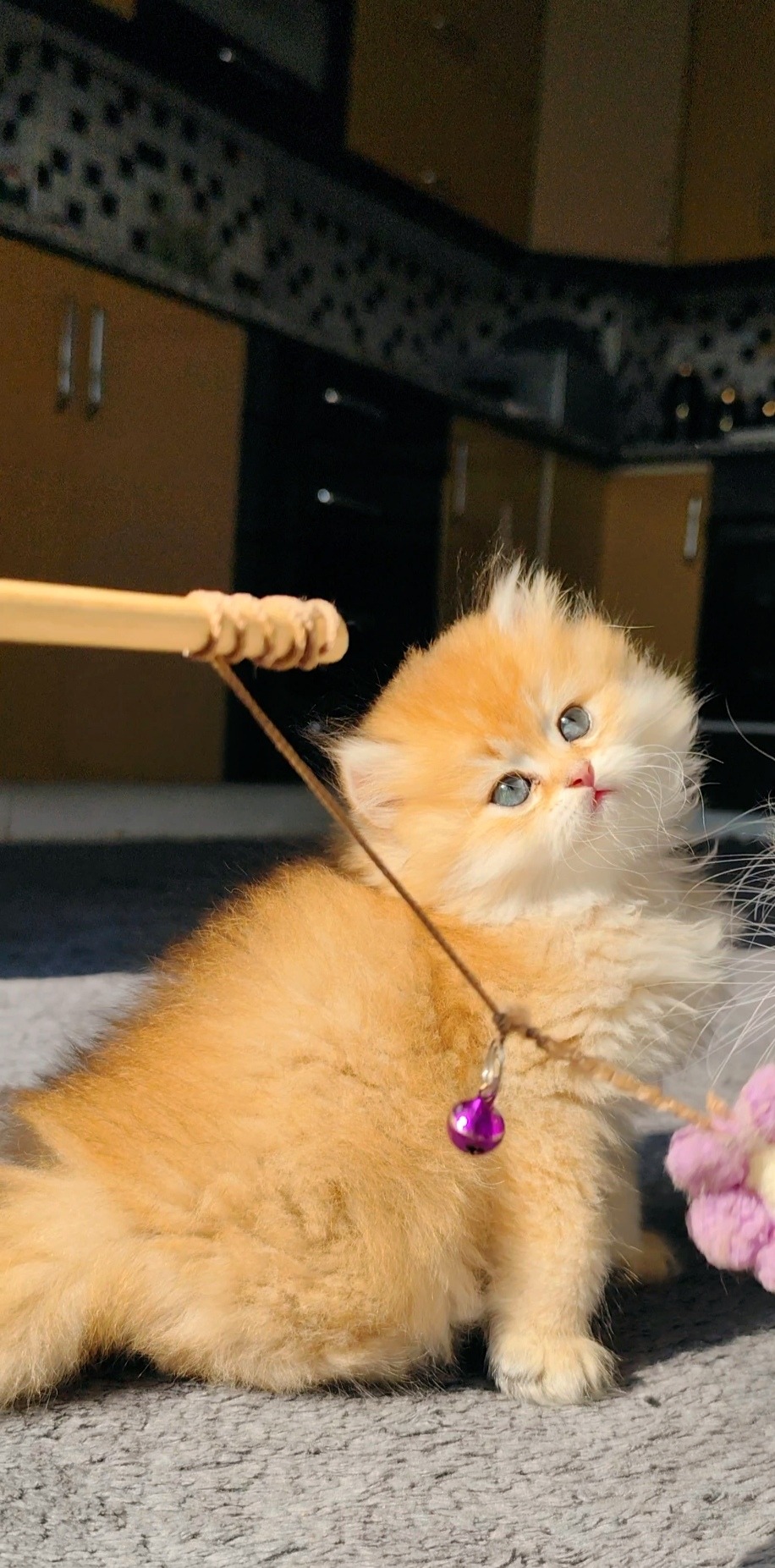 British Longhair