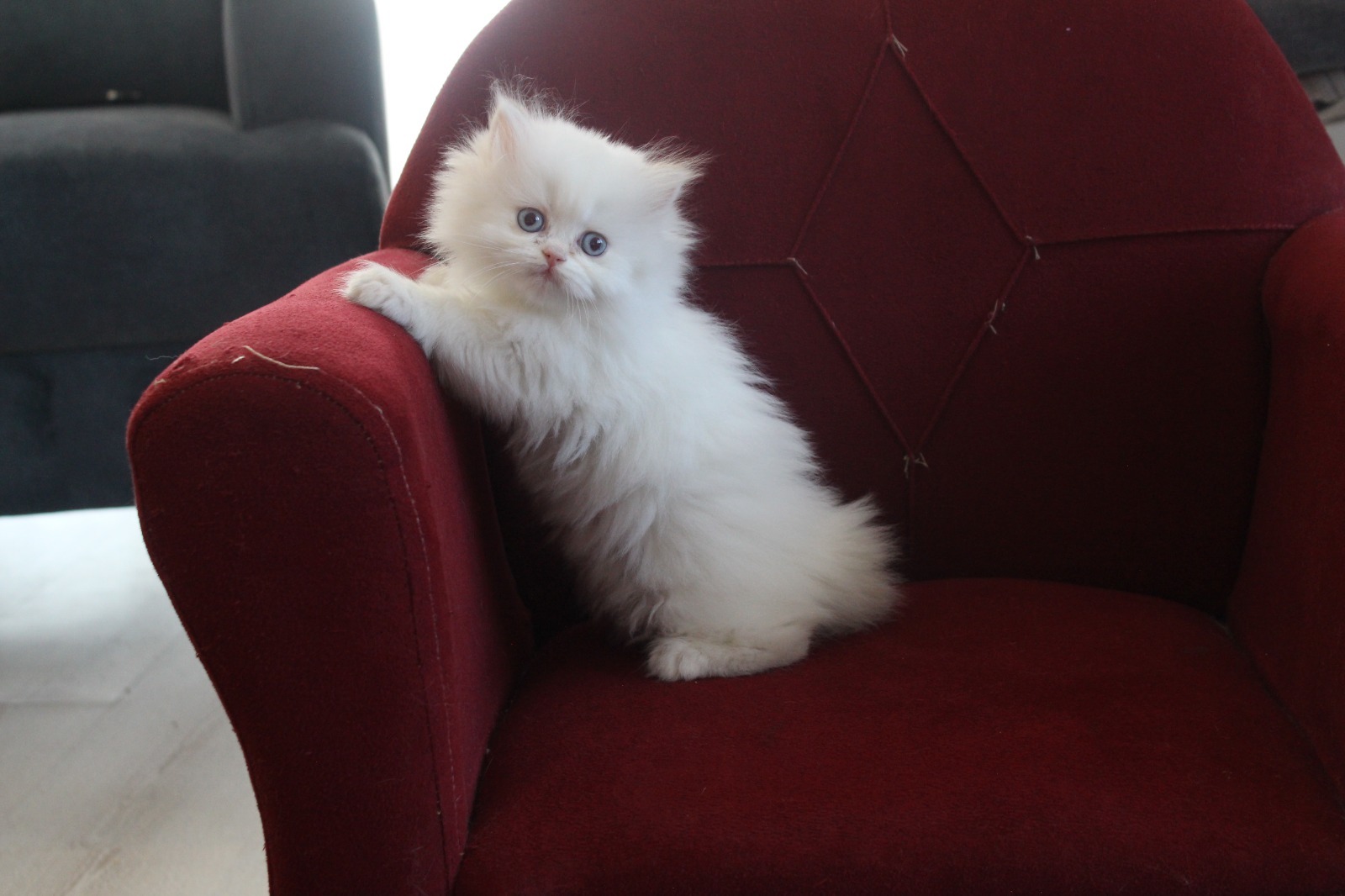 British Longhair