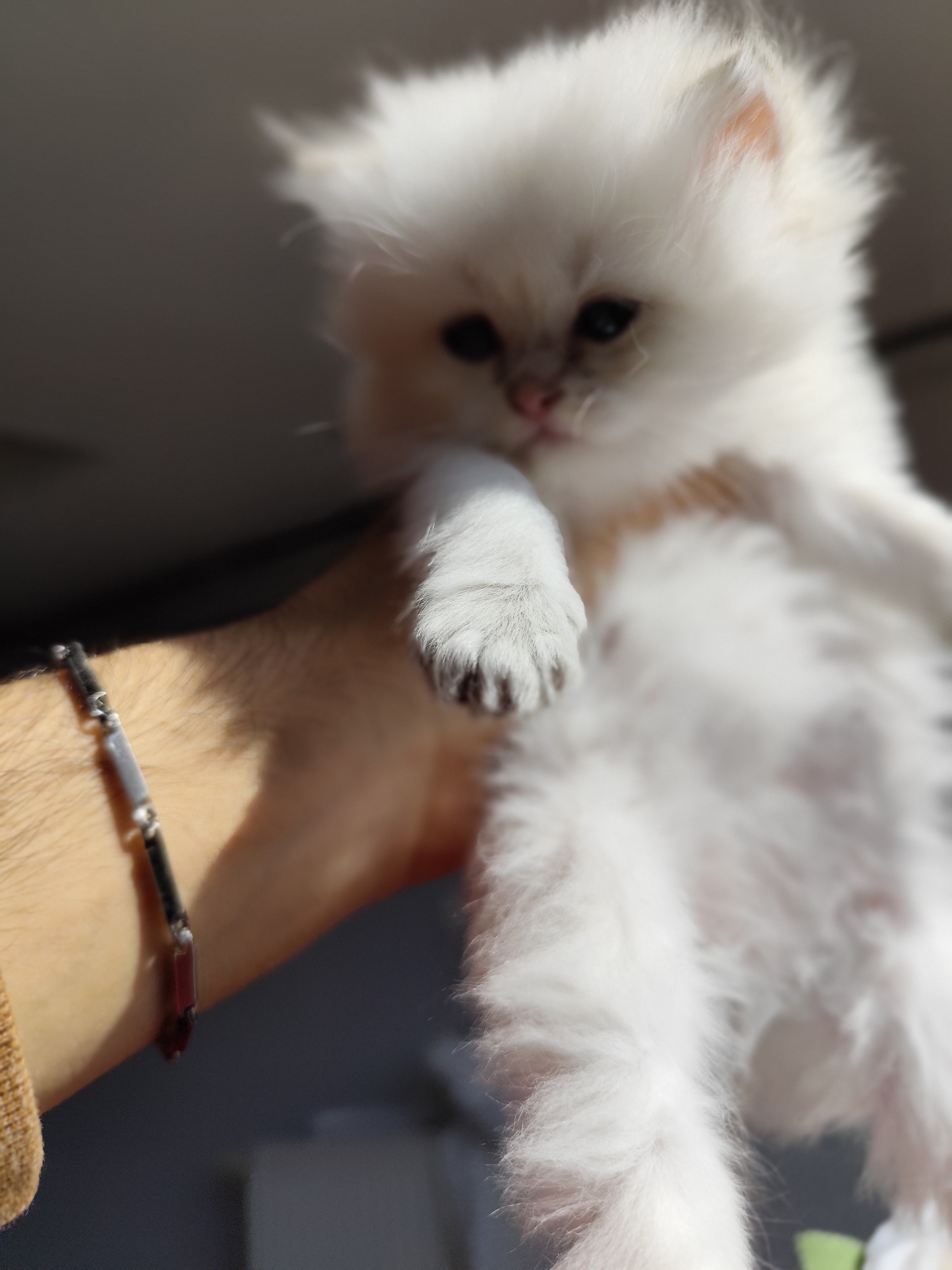 British Longhair