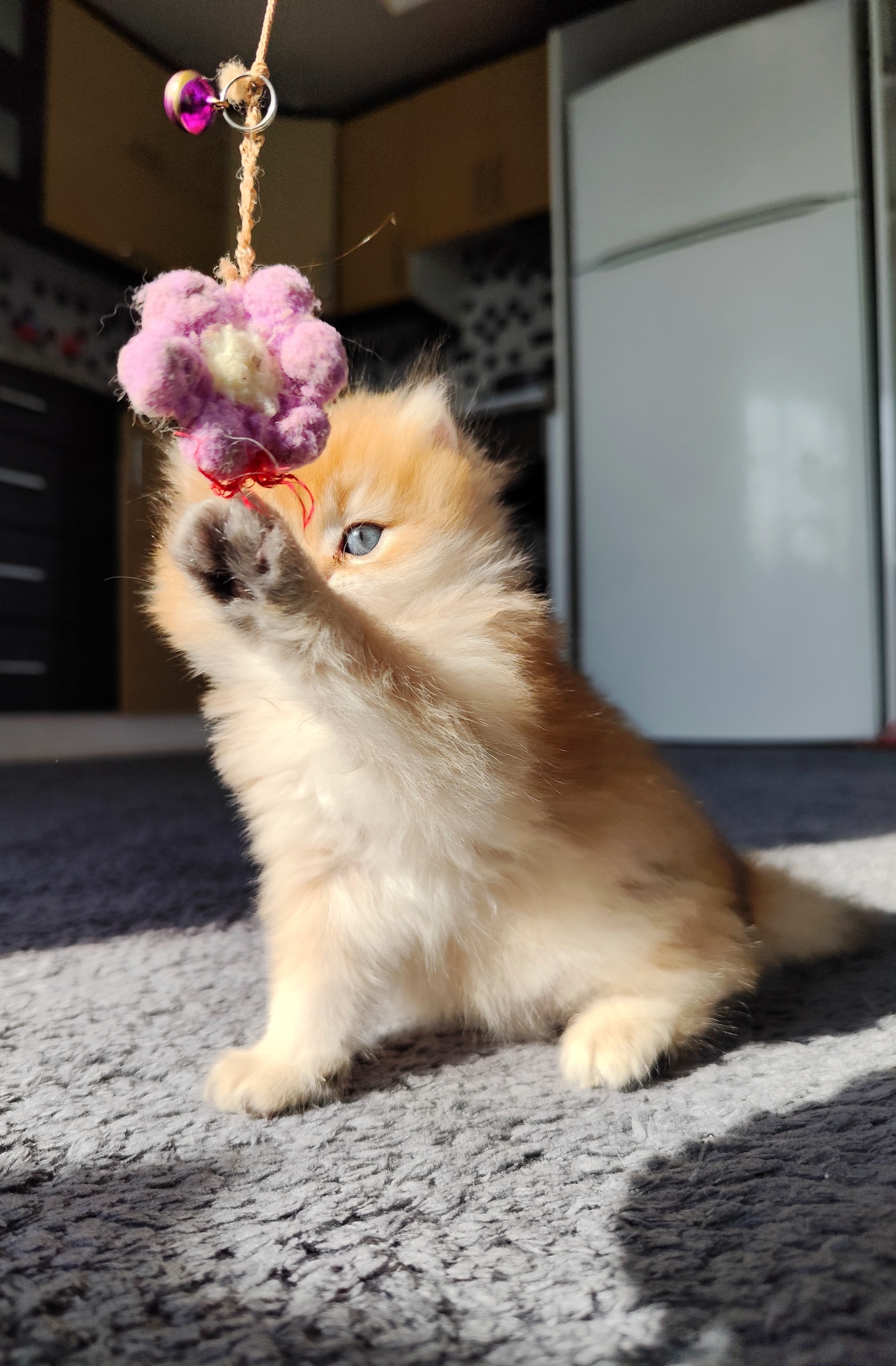 British Longhair