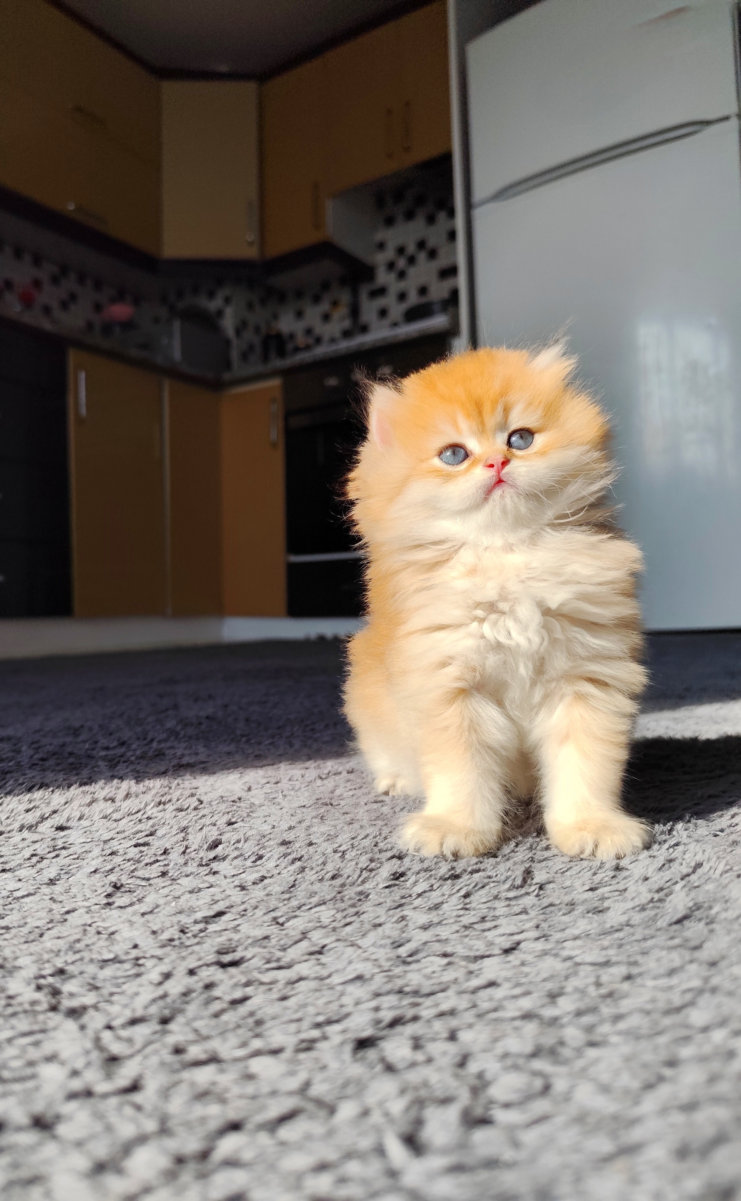 British Longhair