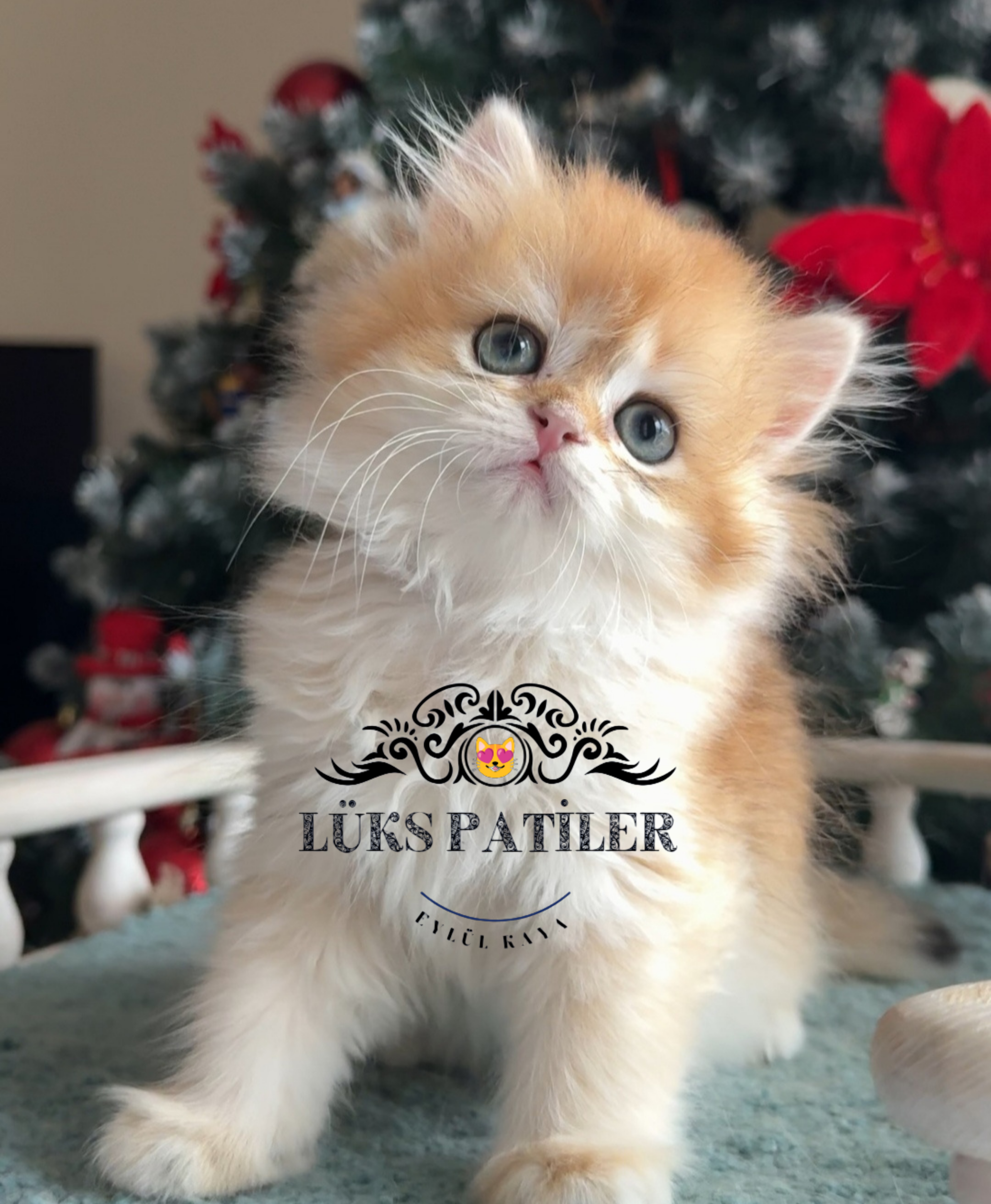 British Longhair