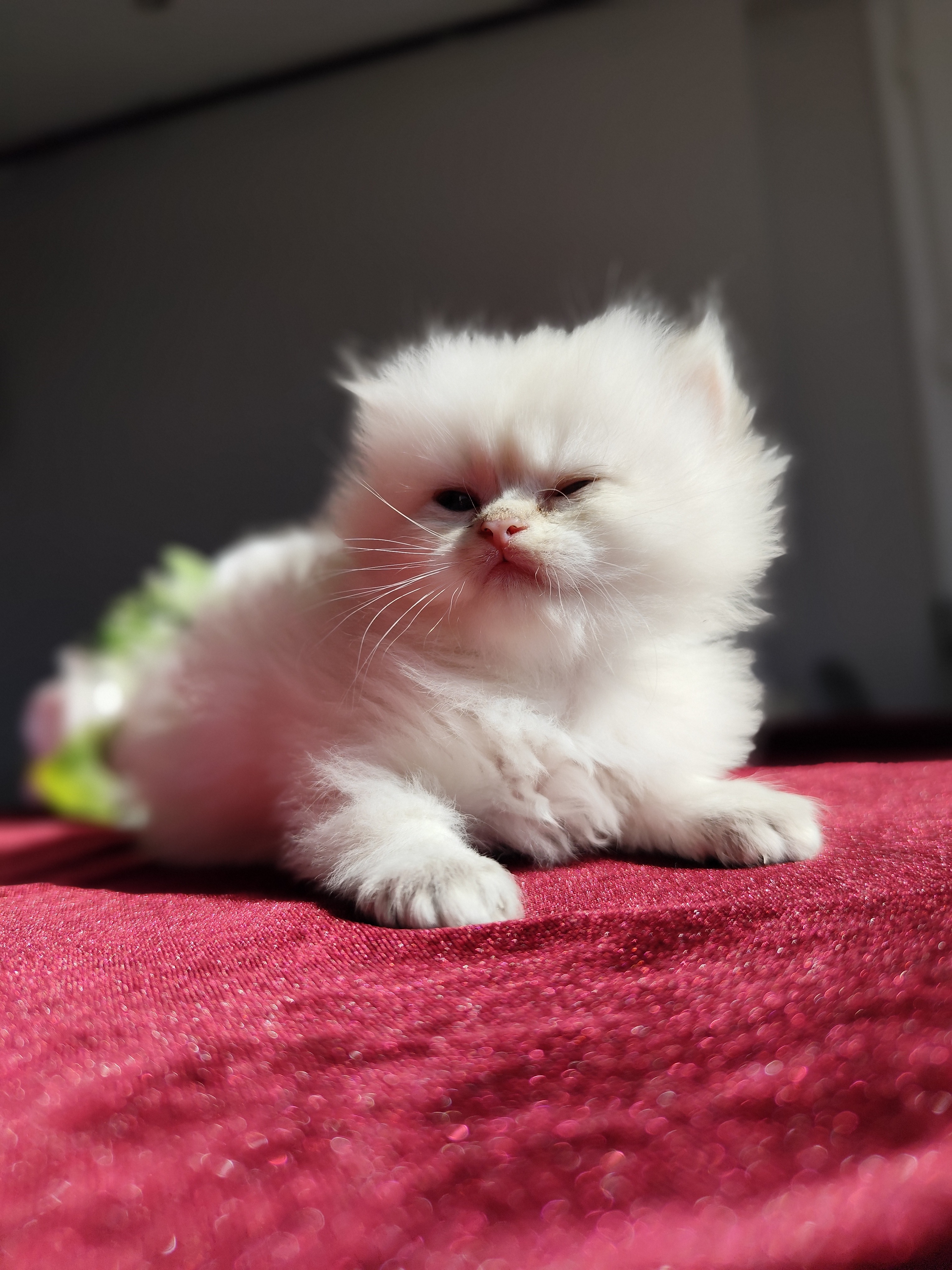 British Longhair