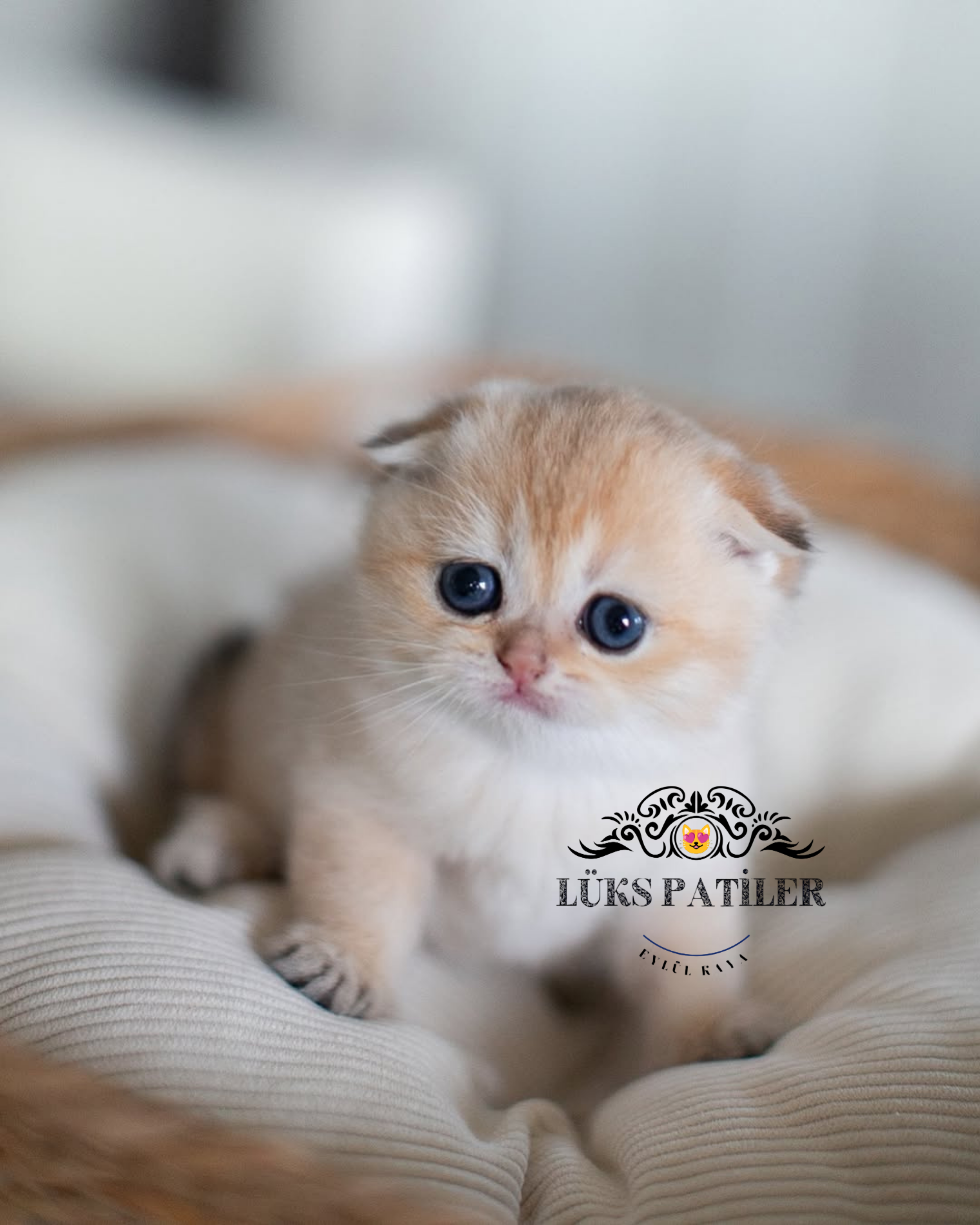 Scottish Fold Shorthair