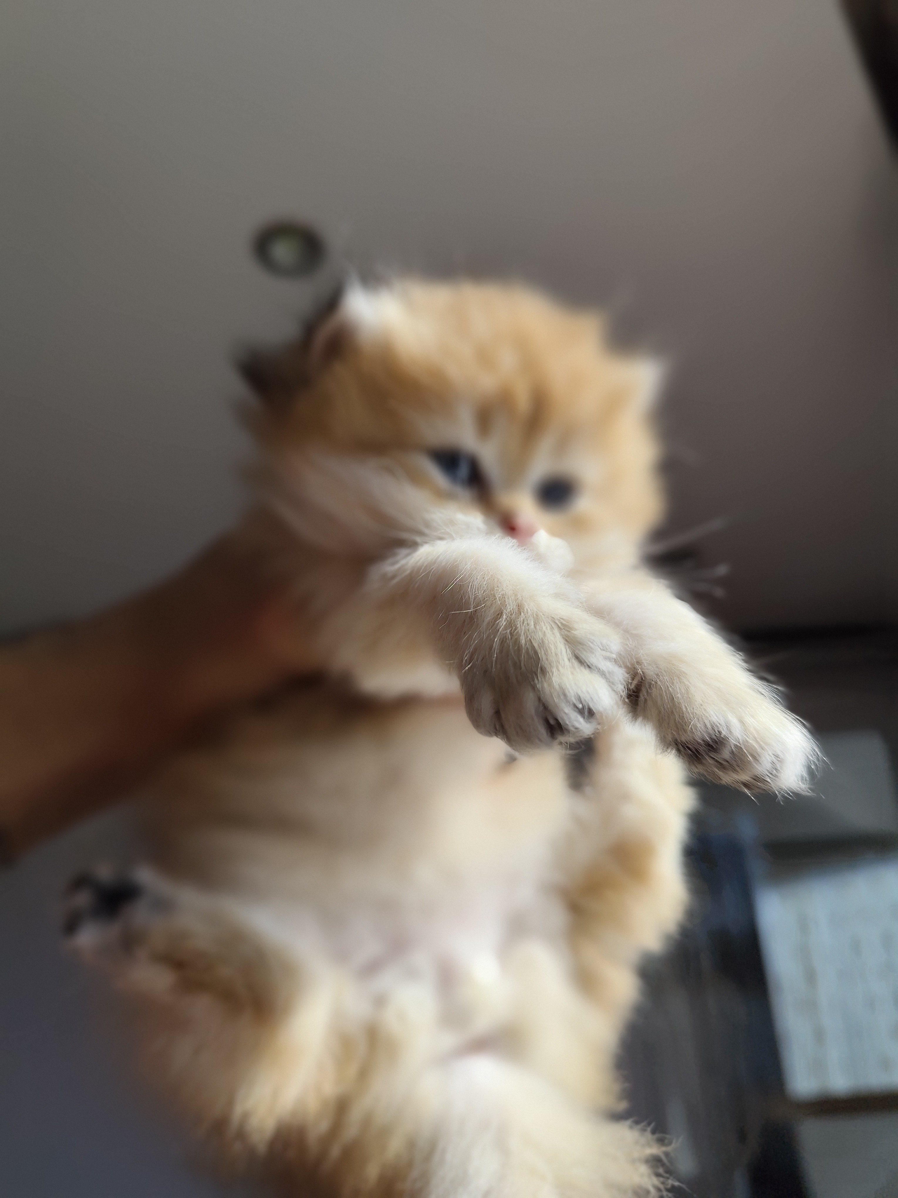 British Longhair