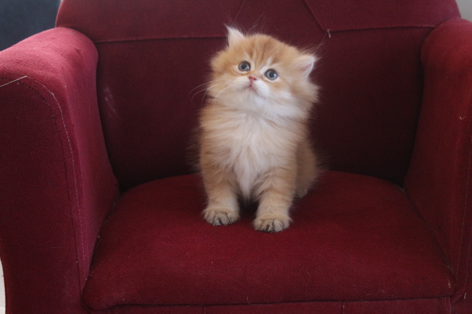 British Longhair