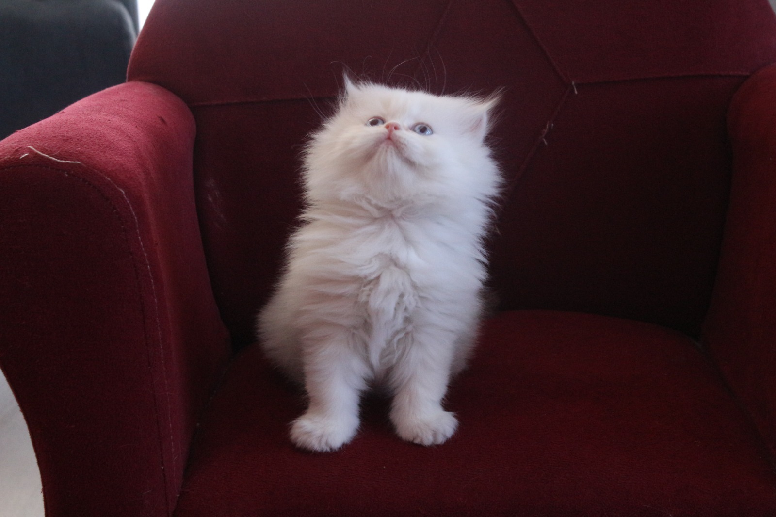 British Longhair