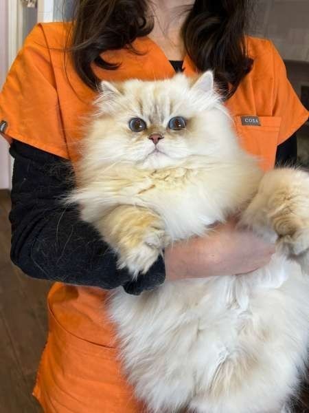 British Longhair