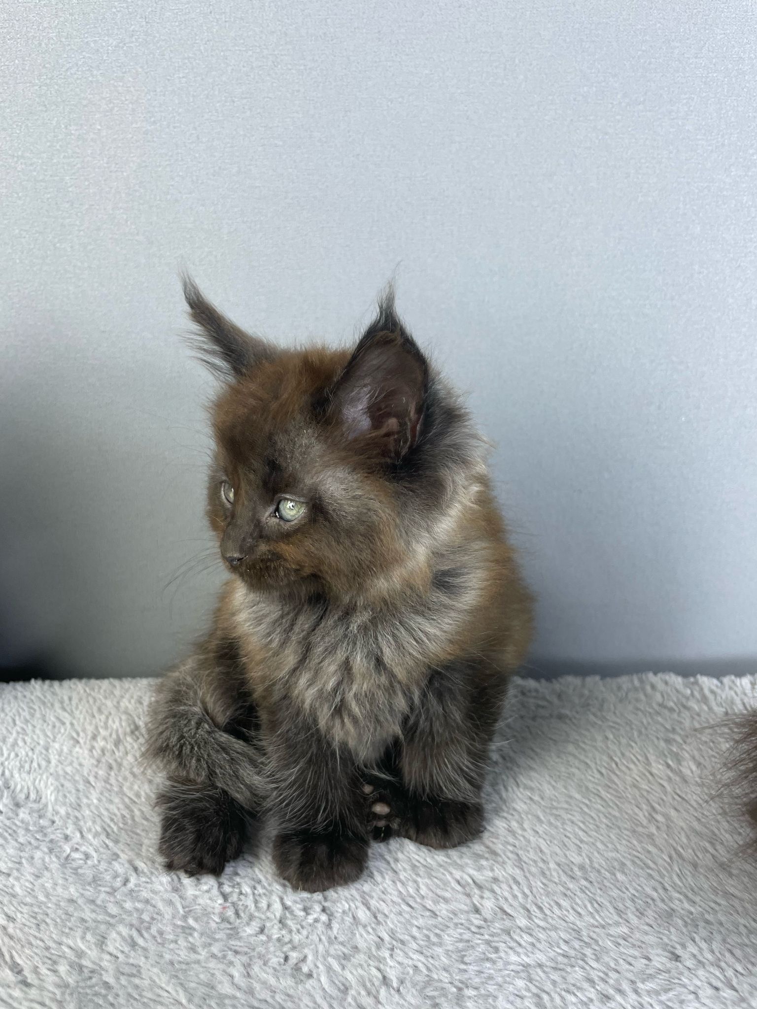 Maine Coon