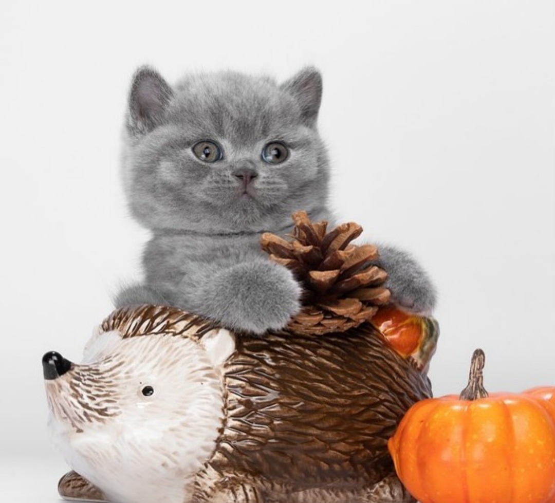 British Shorthair